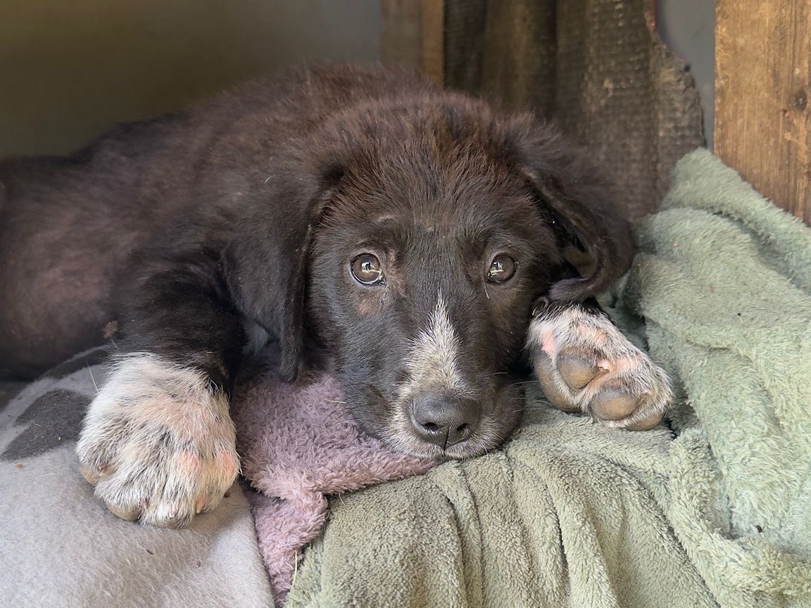 Adozione cane, maschio, Razza sconosciuta Razza sconosciuta, 3 mesi, taglia media, Frosinone