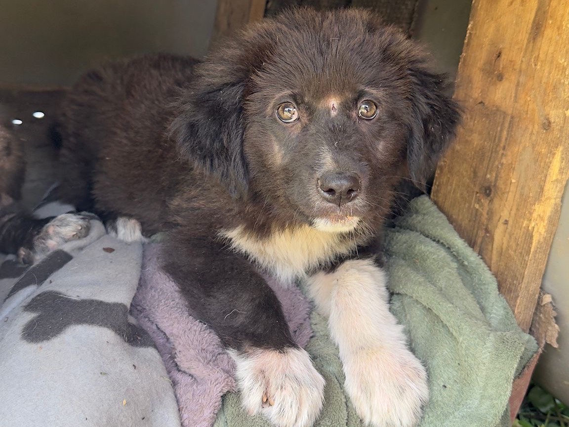 Adozione cane, femmina, Razza sconosciuta Razza sconosciuta, 3 mesi, taglia grande, Frosinone