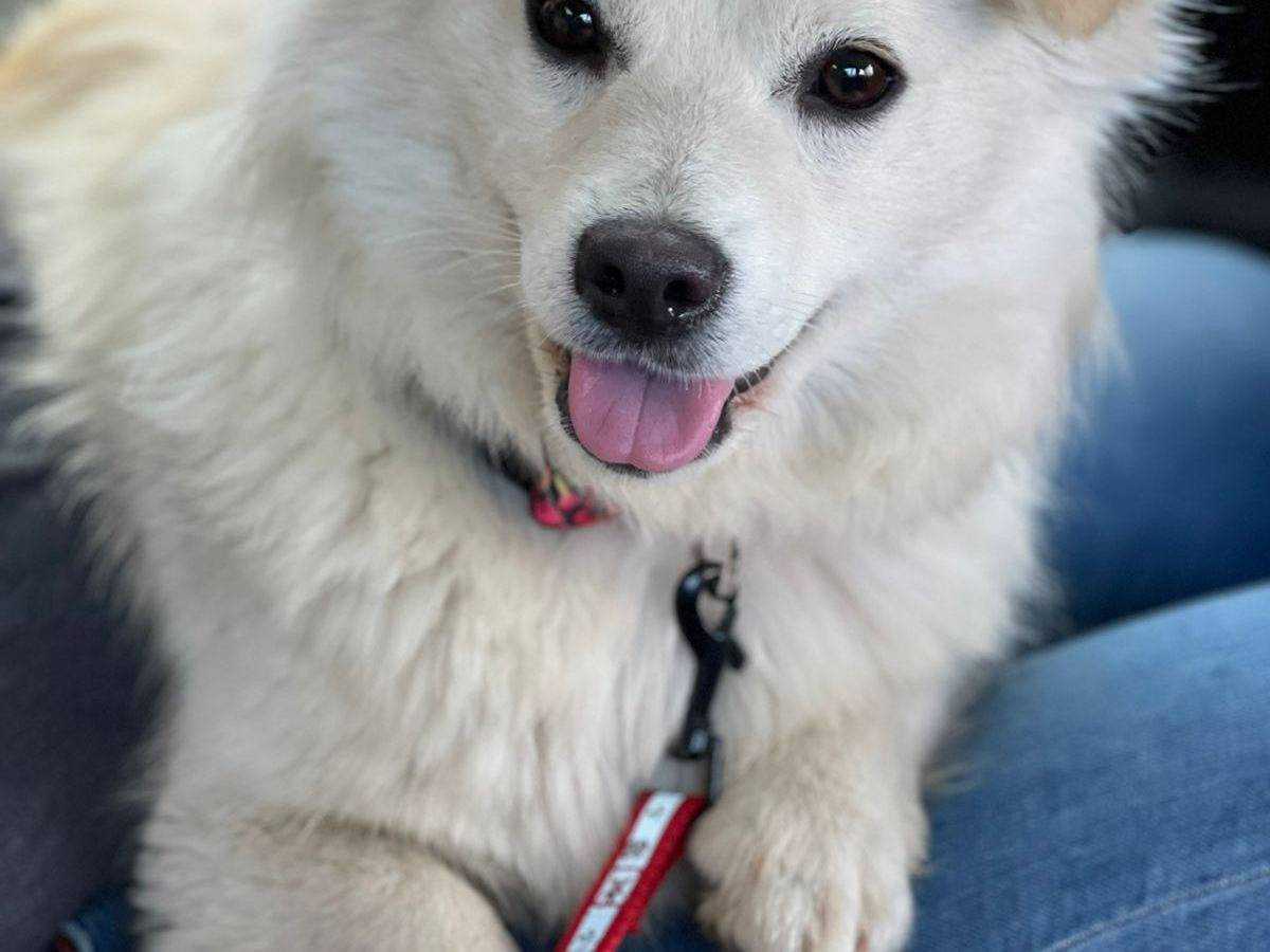 Adozione cane, femmina, Razza sconosciuta Razza sconosciuta, 2 anni, taglia piccola, Bari