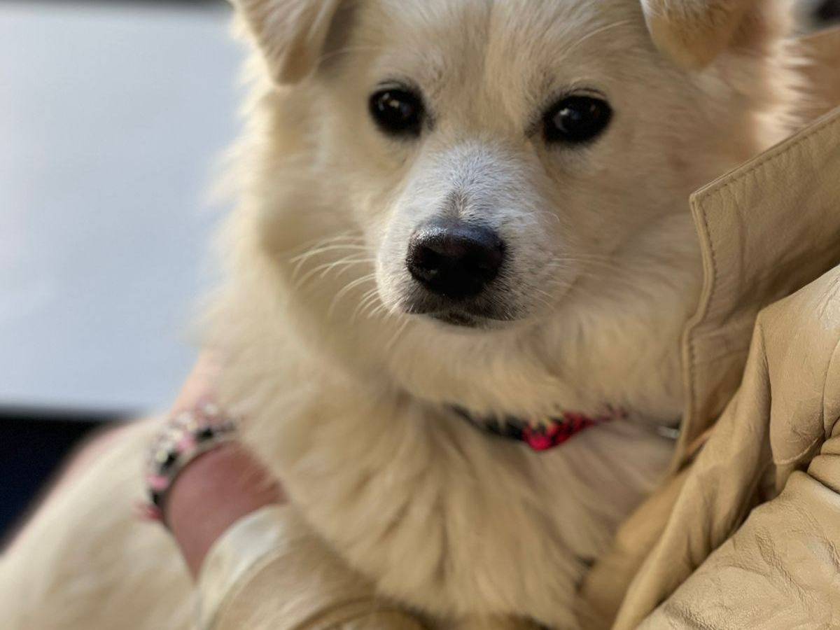 Adotta un cane, femmina, 2 anni, Bari