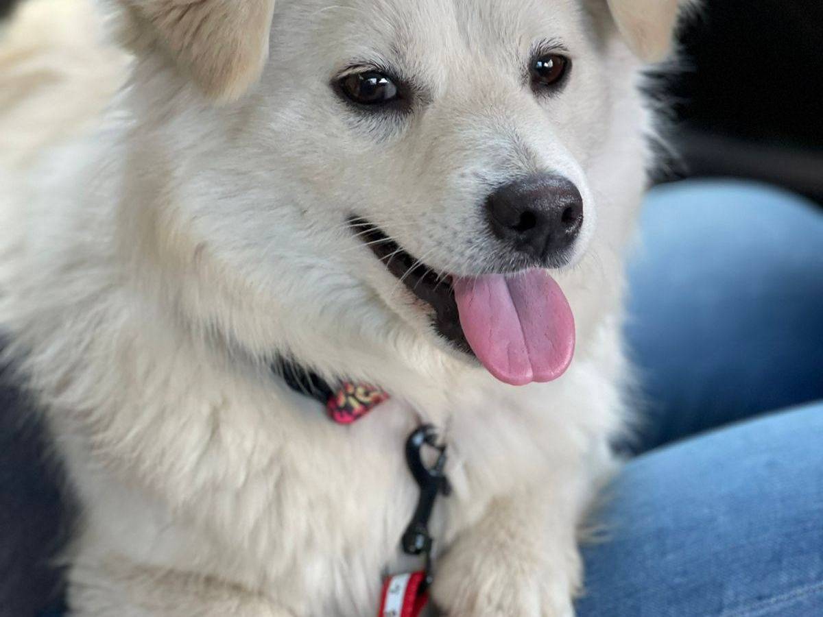 Adotta un cane, taglia piccola, femmina, Bari