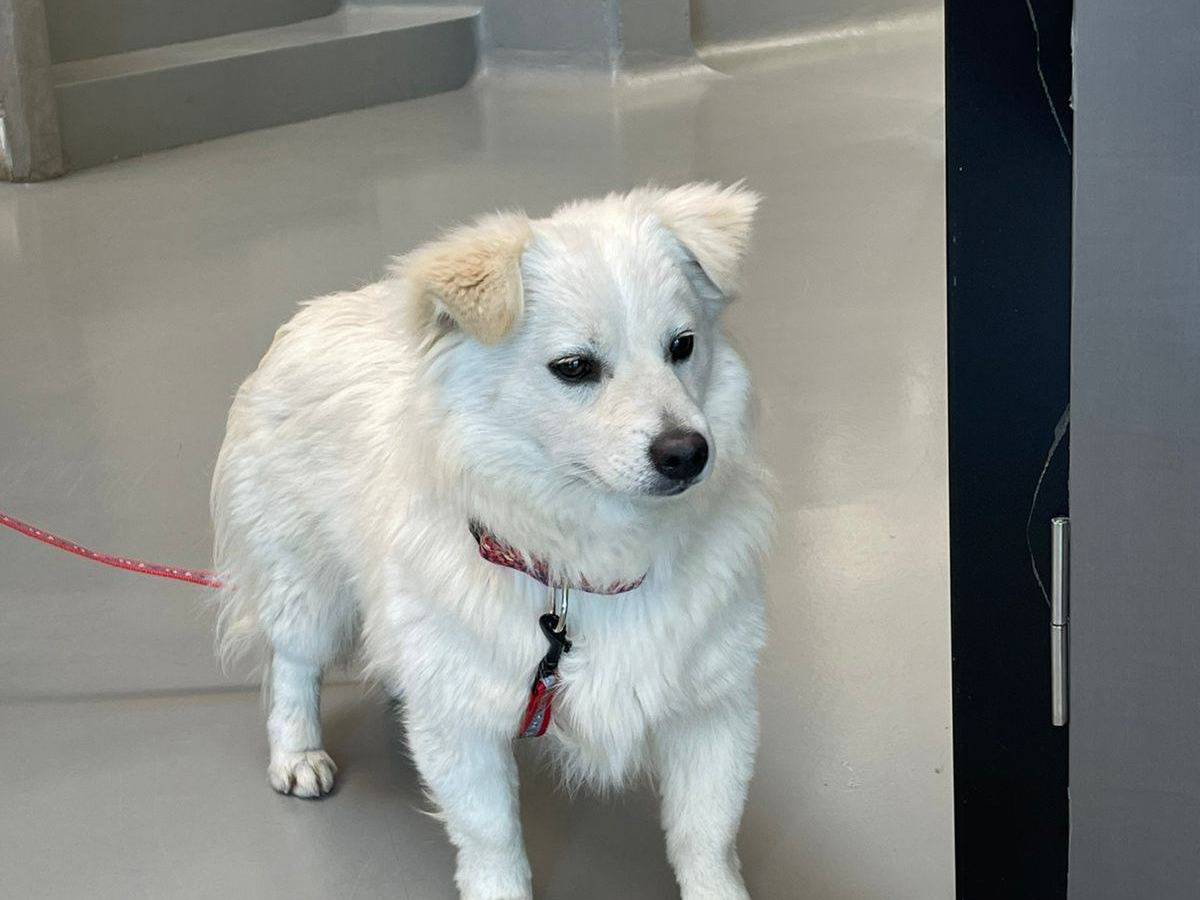 Vuoi adottare un cane a Bari?