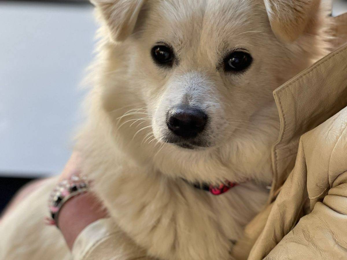 Adotta il cane Bianca a Bari