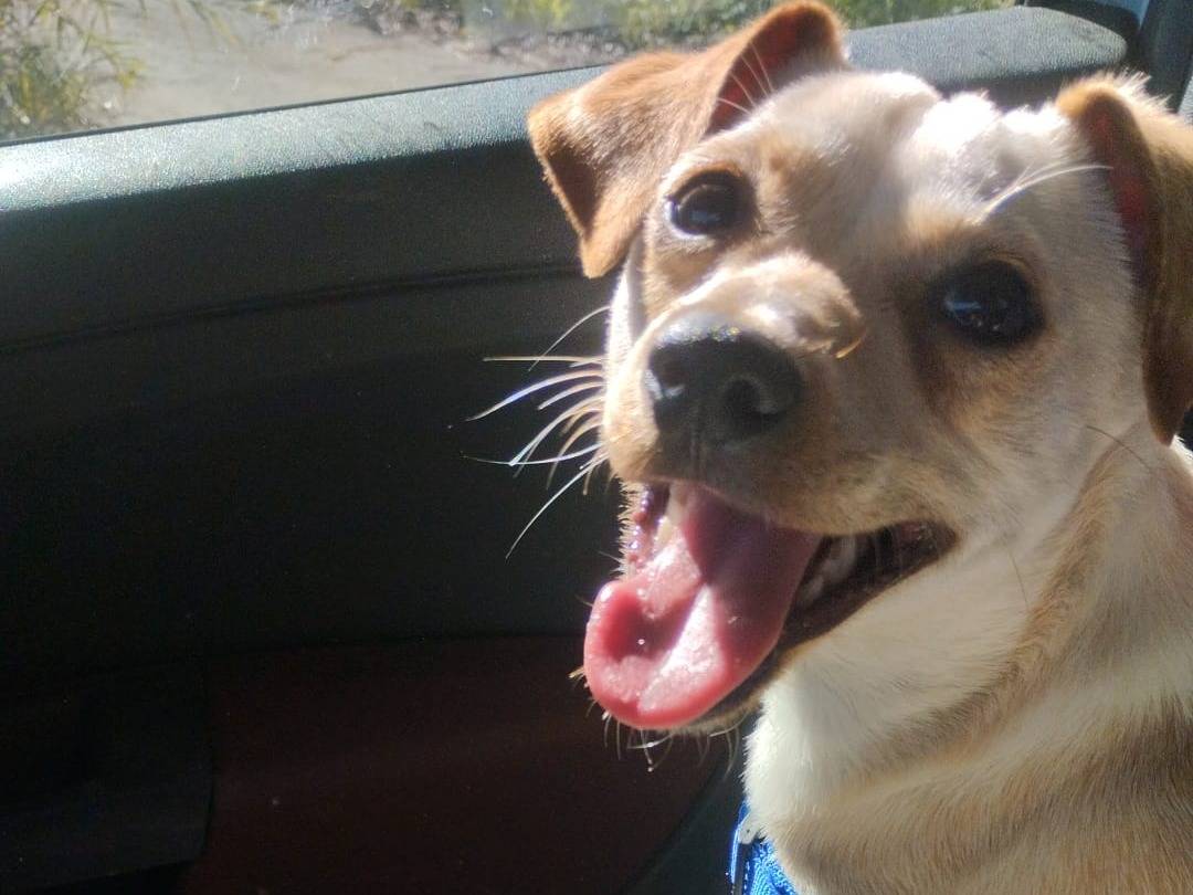 Adozione cane, maschio, Razza sconosciuta Razza sconosciuta, 7 mesi, taglia piccola, Vibo