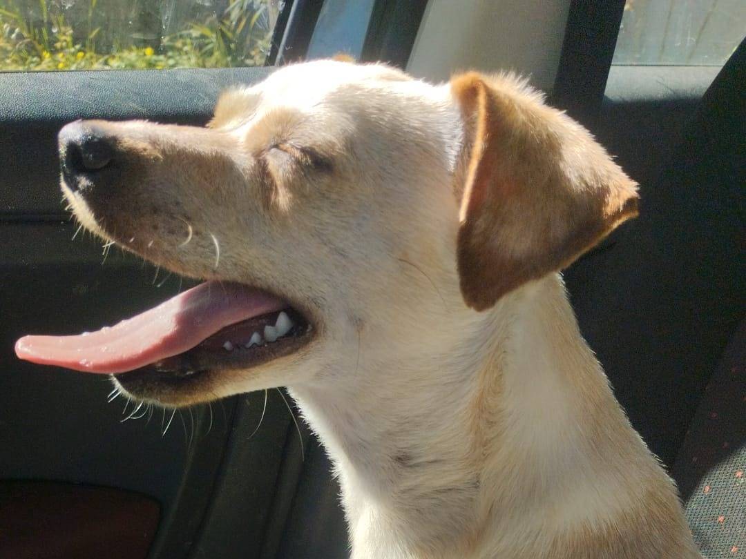 Adotta un cane, maschio, 7 mesi, Vibo