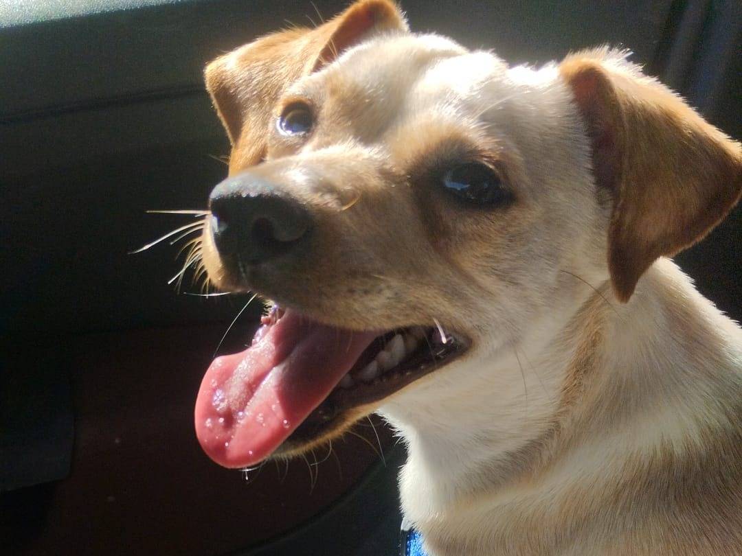 Adotta un cane, taglia piccola, maschio, Vibo