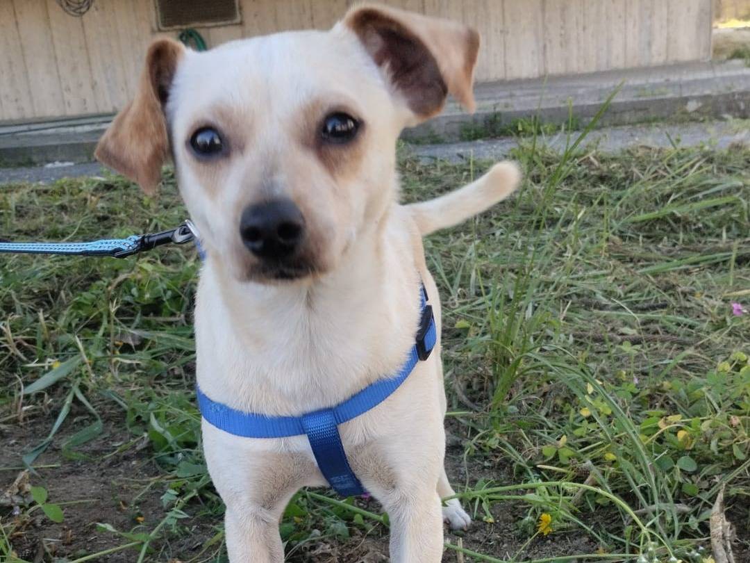 Adotta il cane CHARLEY a Vibo