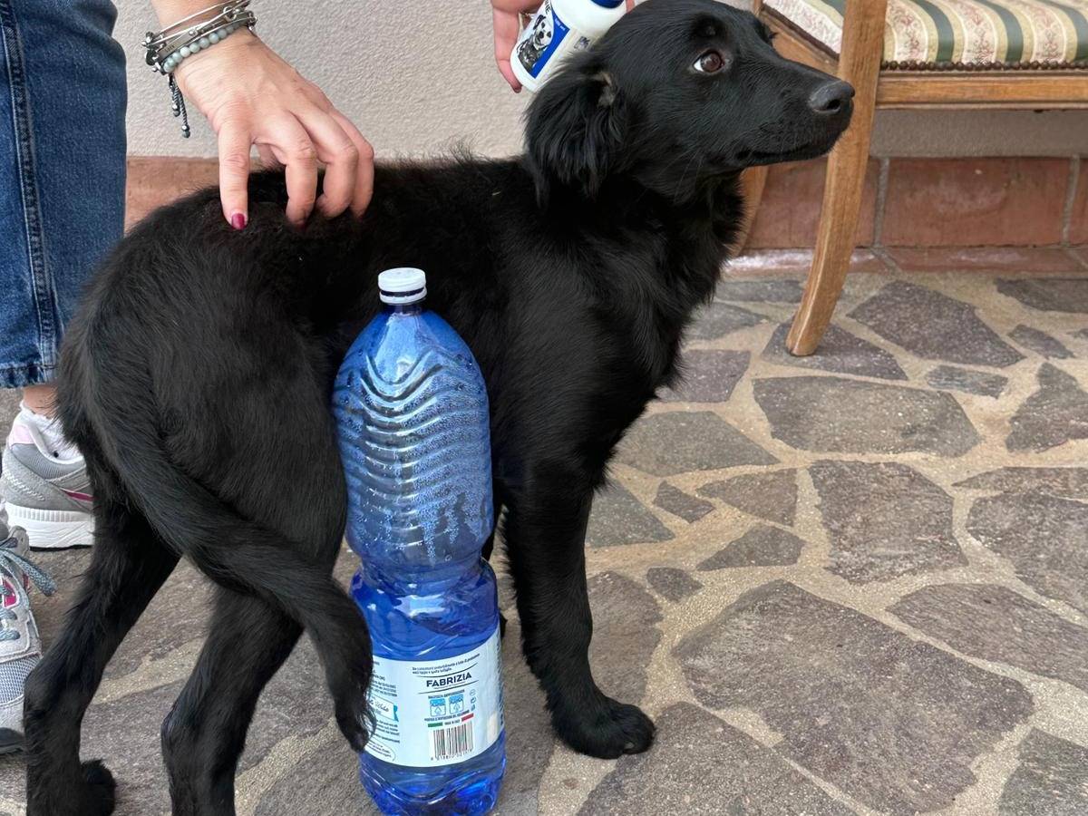 Adotta un cane, femmina, 5 mesi, Vibo