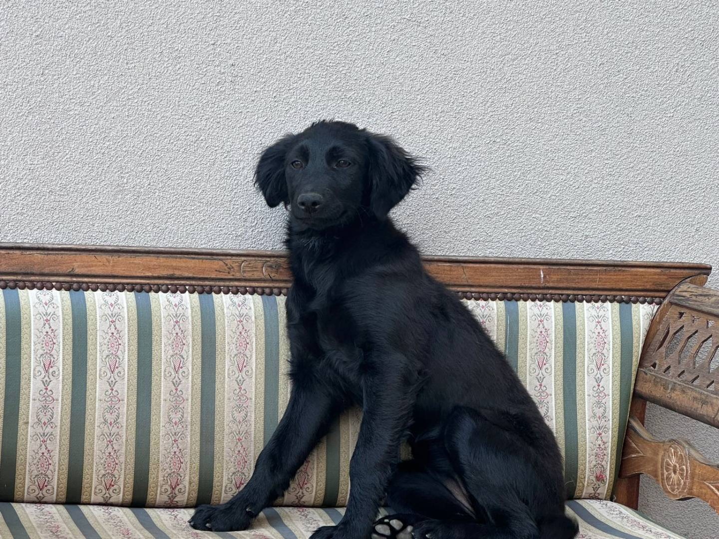 Adotta un cane, taglia media contenuta, femmina, Vibo