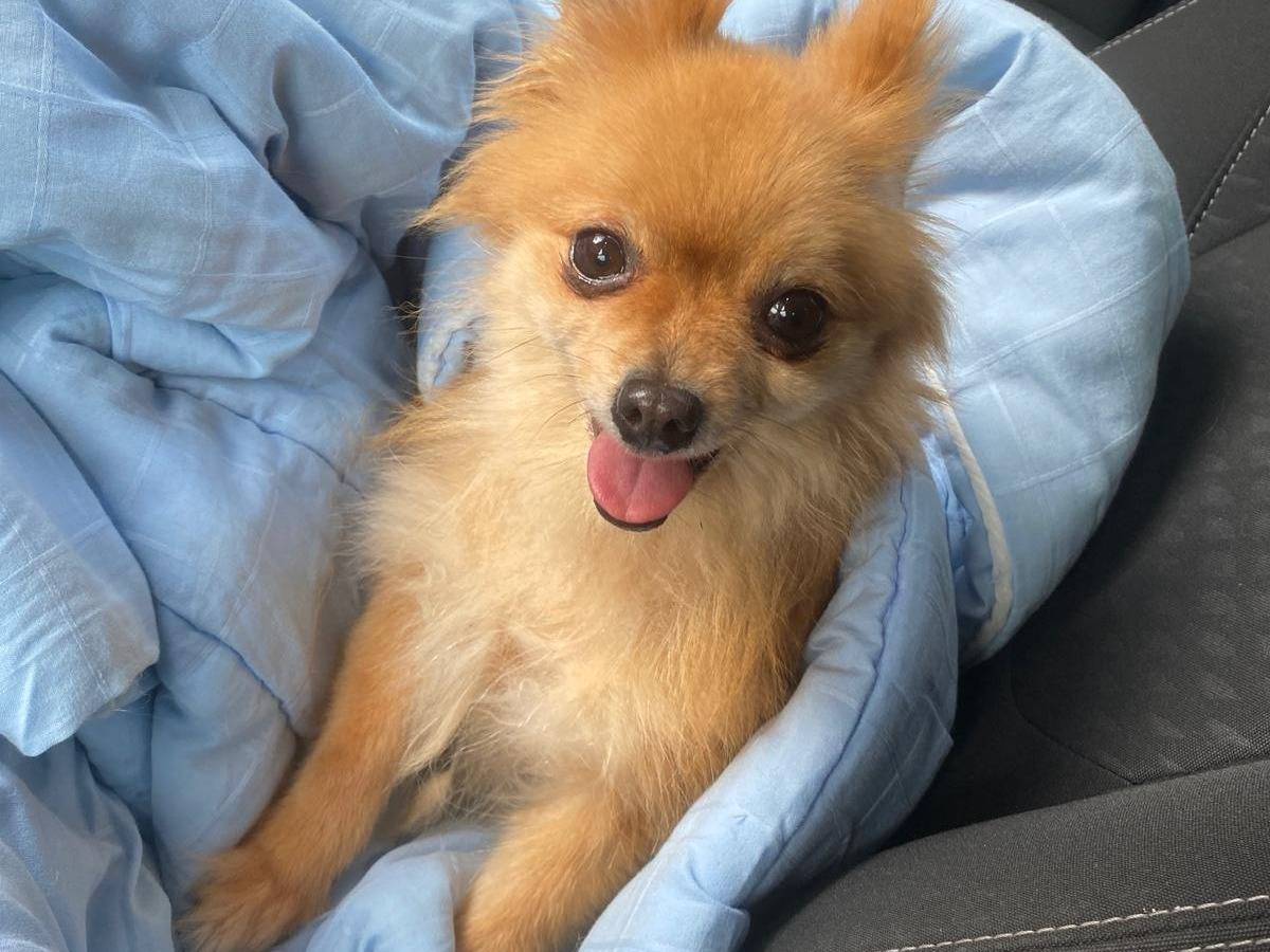 Adozione cane, femmina, Razza sconosciuta Razza sconosciuta, 6 anni e 11 mesi, taglia piccola, Bari