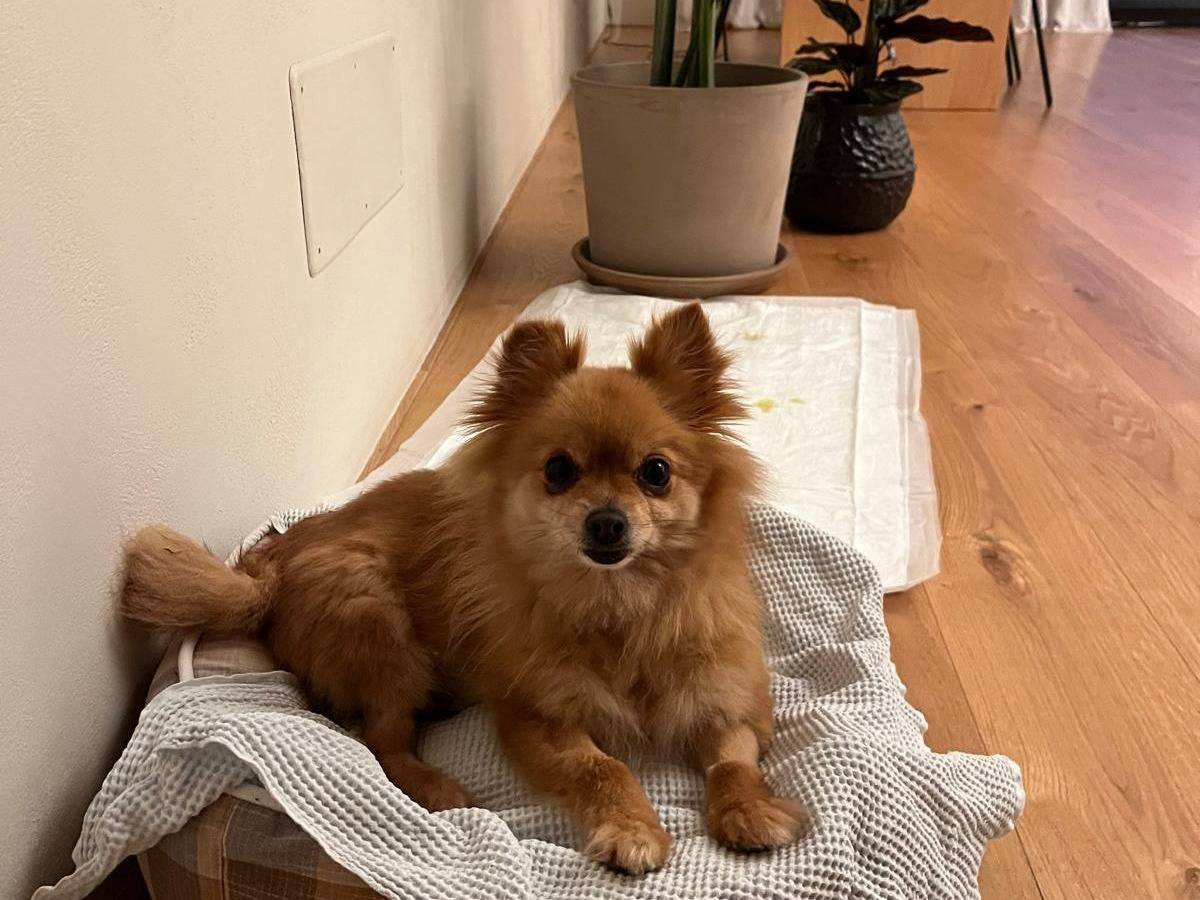 Adotta un cane, taglia piccola, femmina, Bari