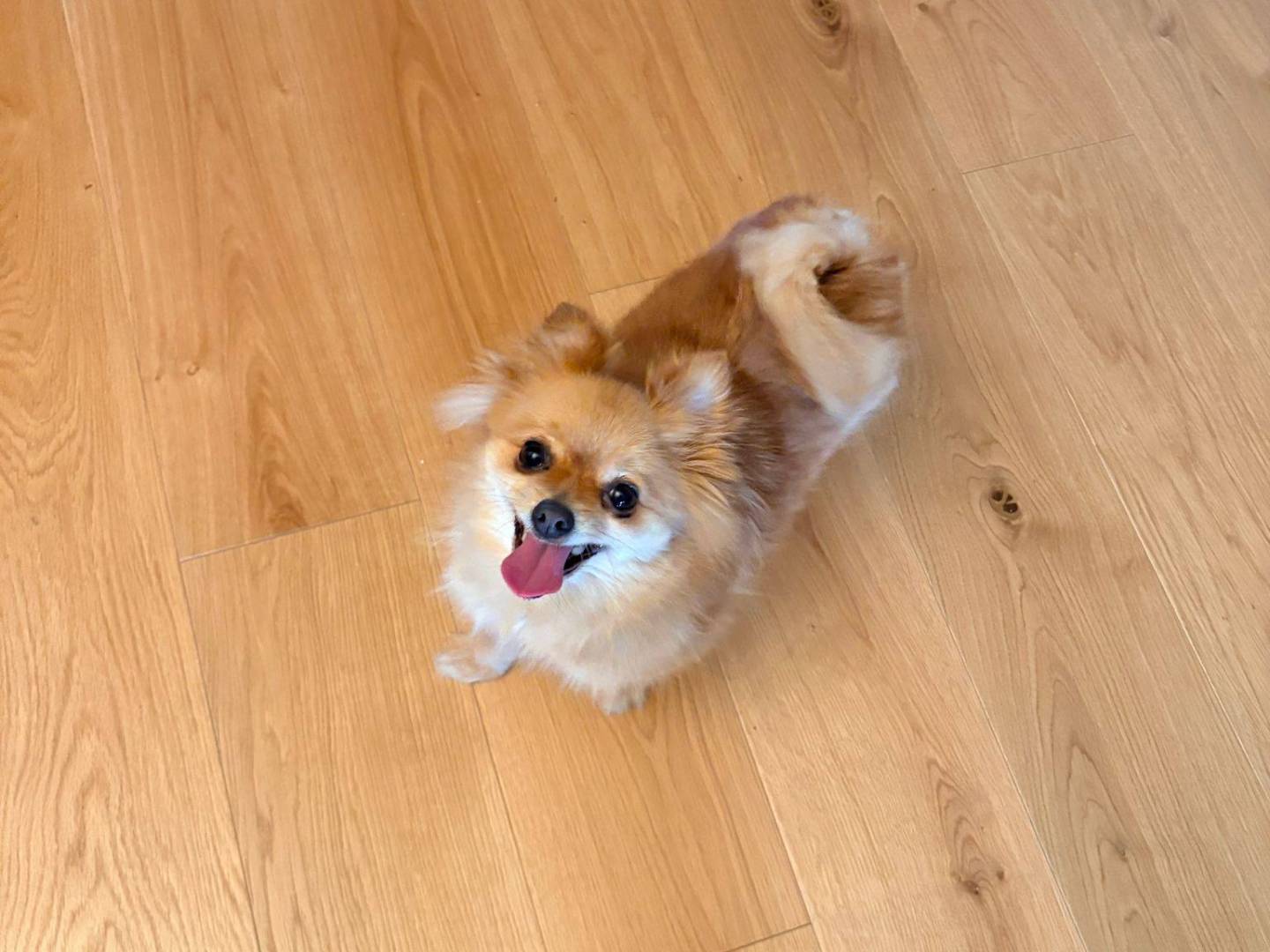 Vuoi adottare un cane a Bari?