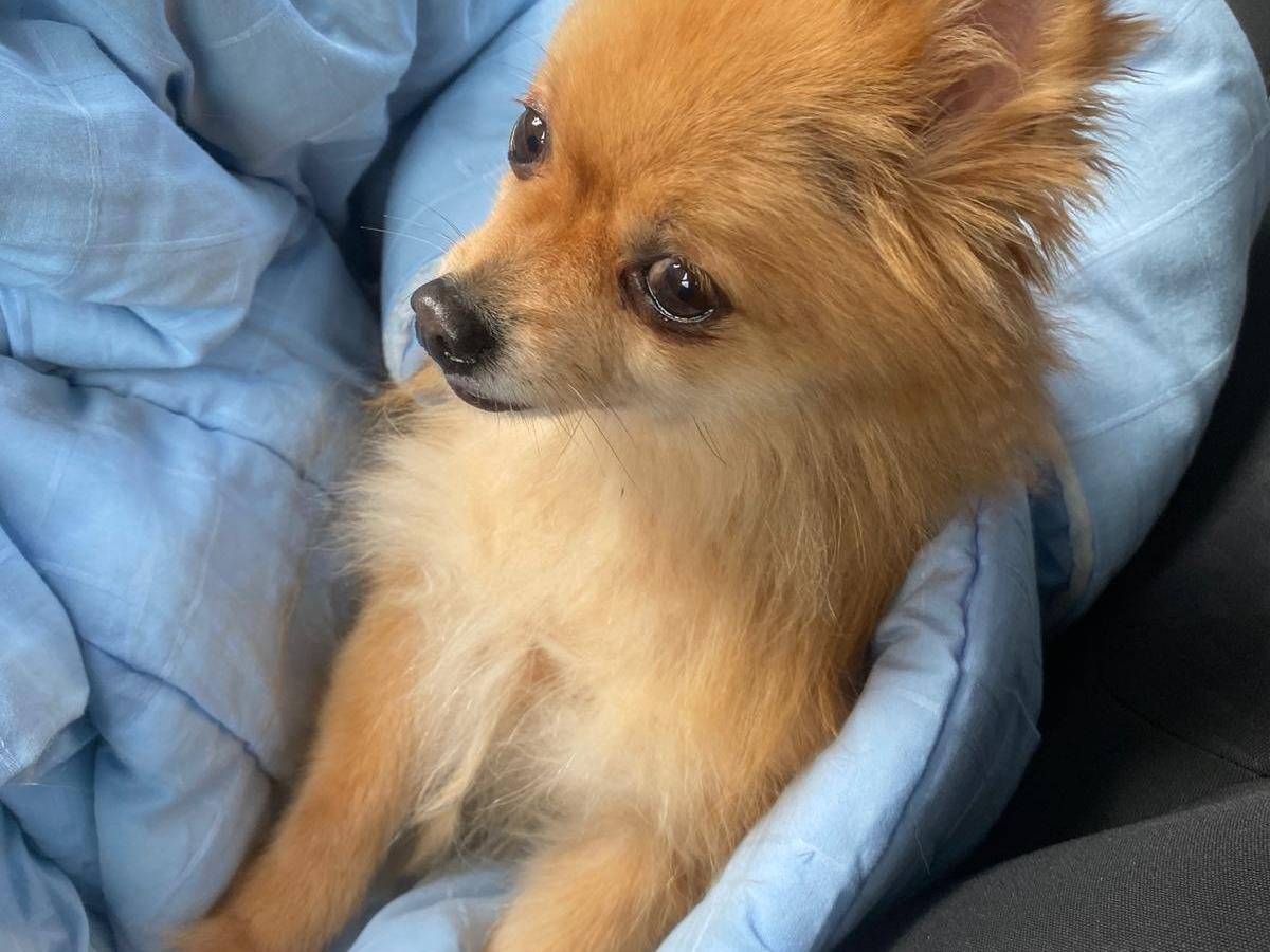 Adotta il cane Titti a Bari