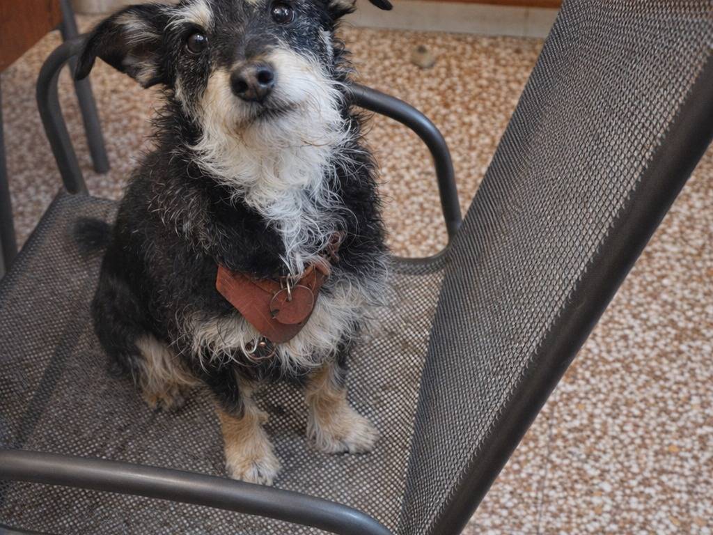 Adotta un cane, femmina, 6 anni e 1 mese, Treviso