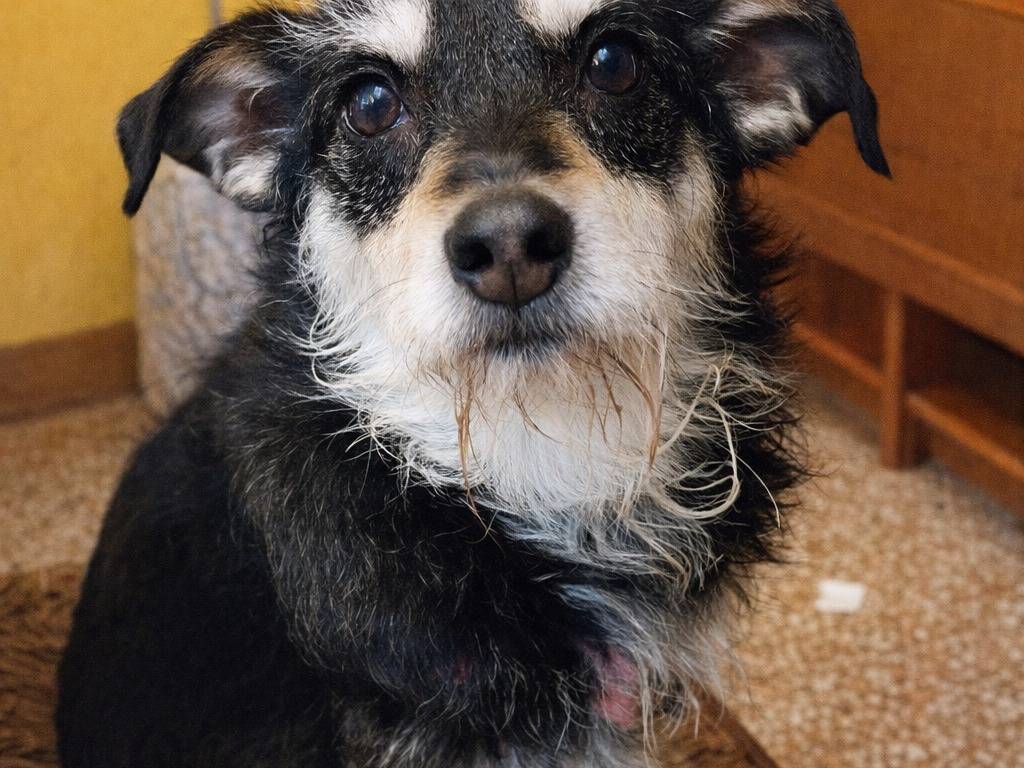 Adotta un cane, taglia piccola, femmina, Treviso