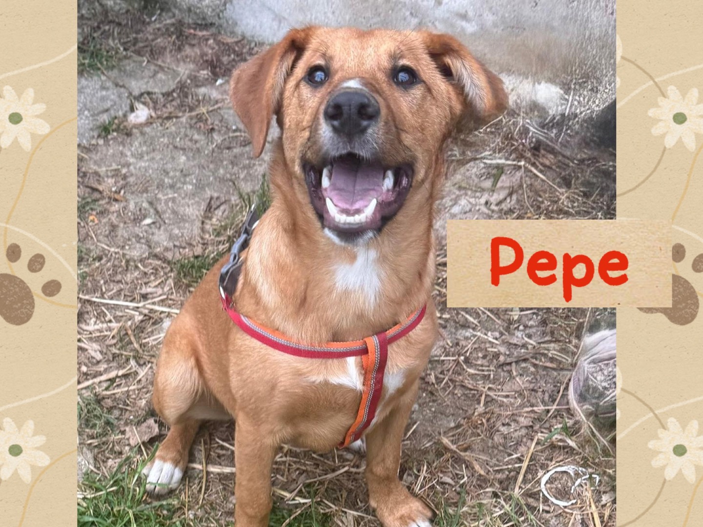 Adozione cane, maschio, Razza sconosciuta Razza sconosciuta, 7 mesi, taglia media, Catanzaro