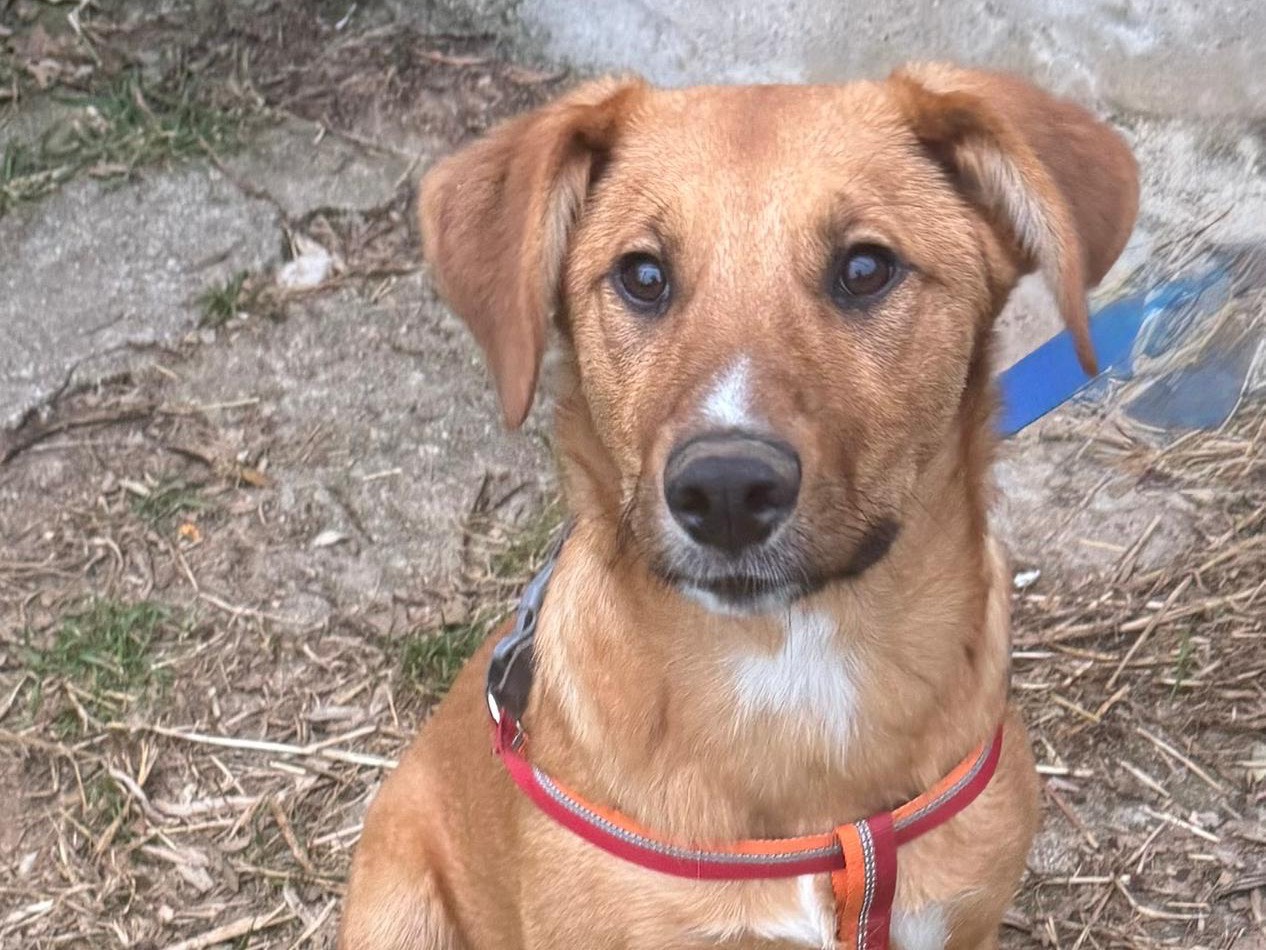 Adotta un cane, maschio, 7 mesi, Catanzaro