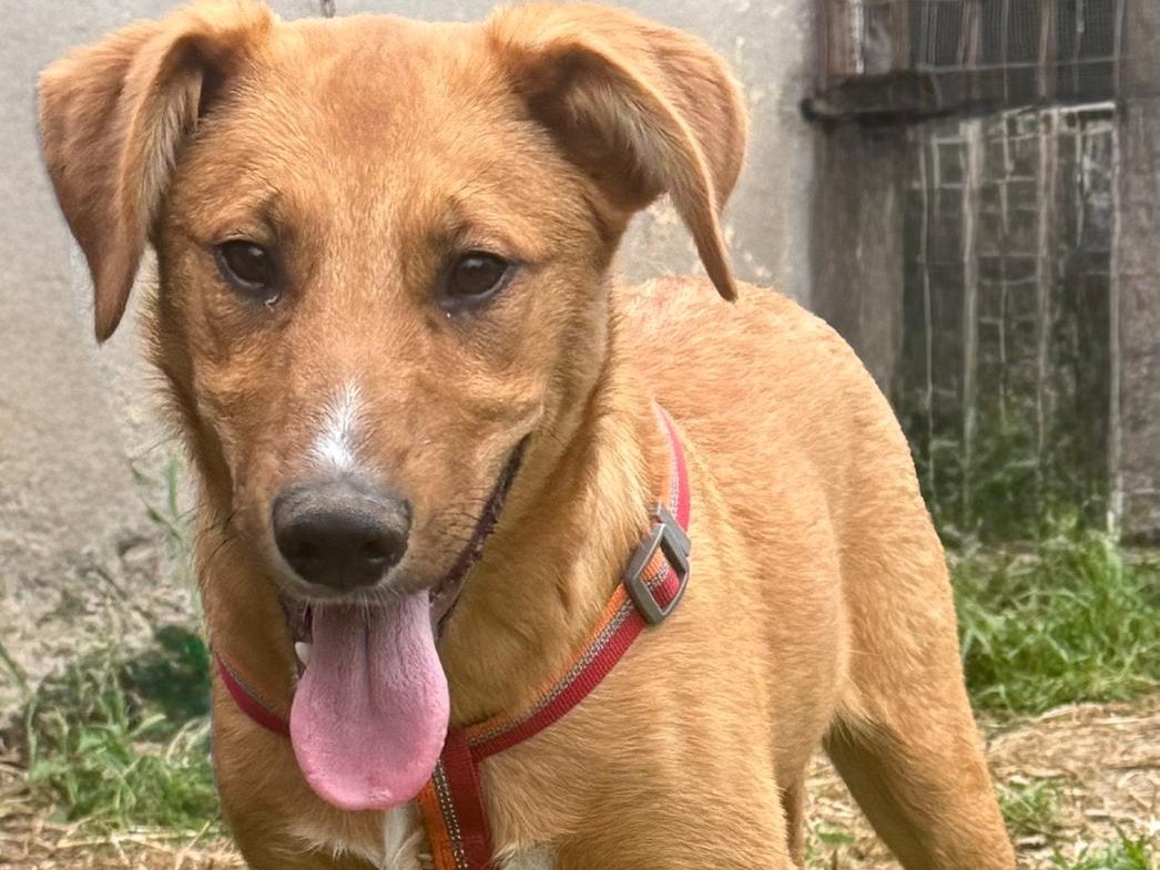 Adotta un cane, taglia media, maschio, Catanzaro