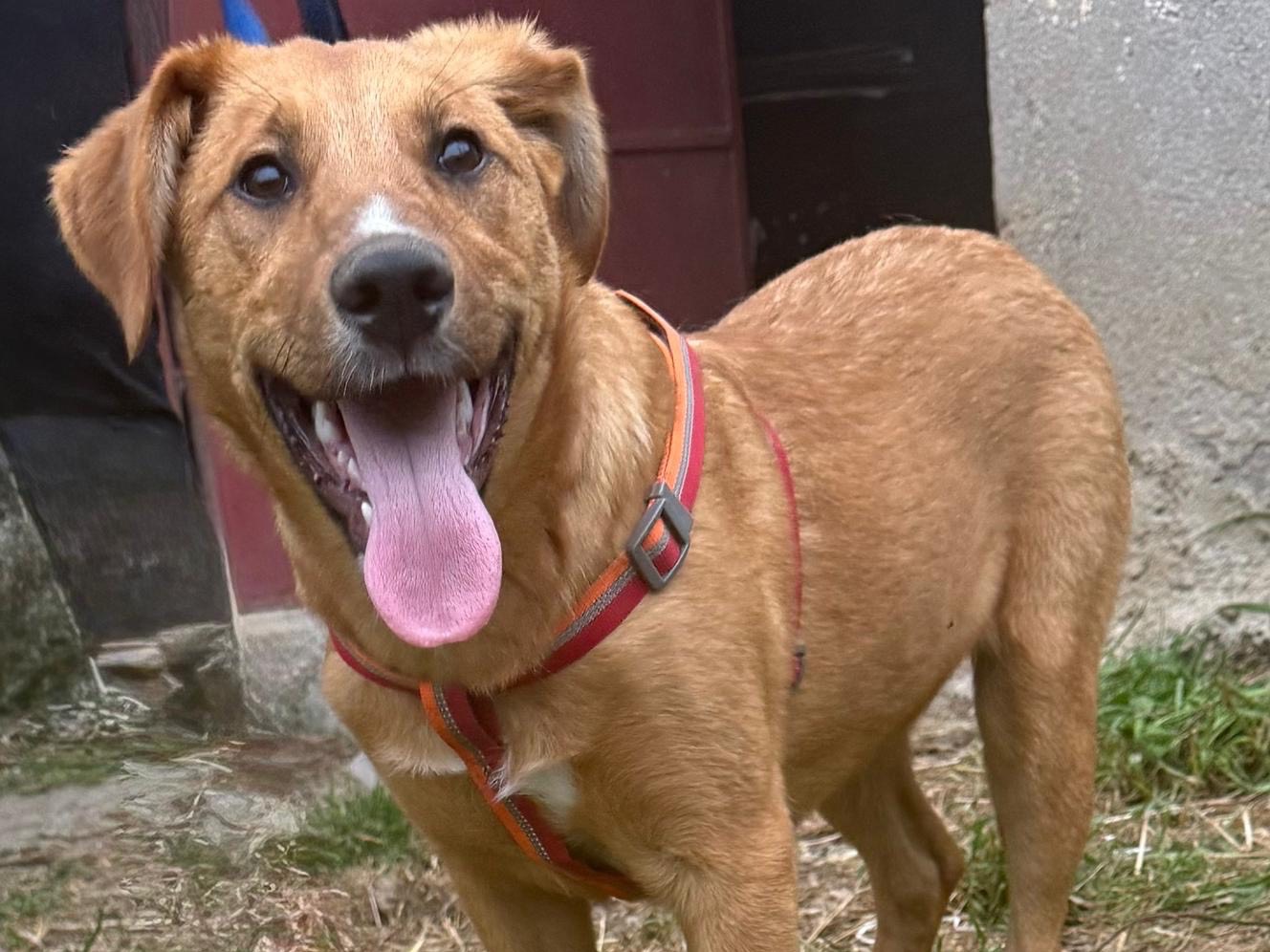 Vuoi adottare un cane a Catanzaro?