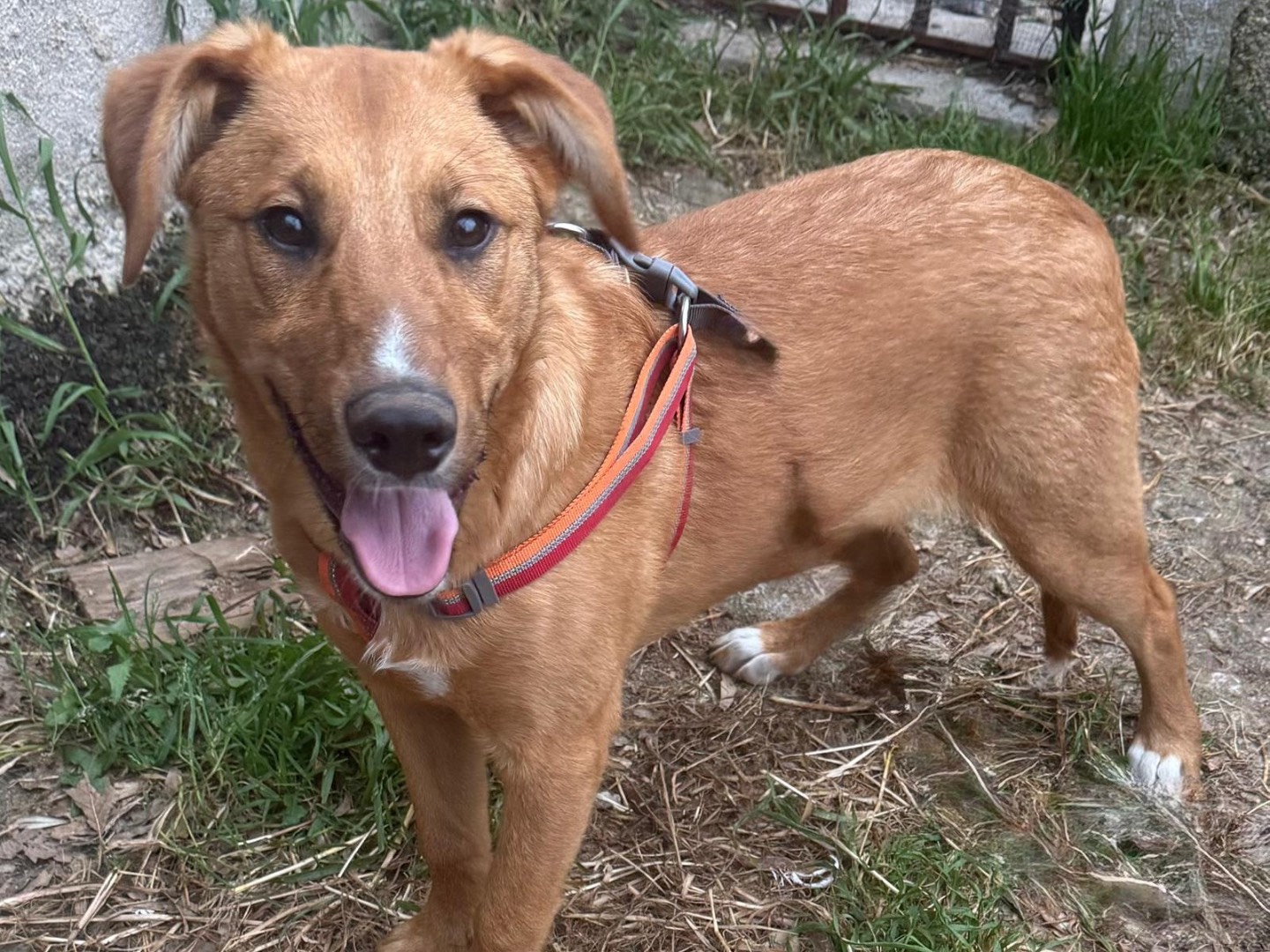 Adotta il cane Pepe a Catanzaro