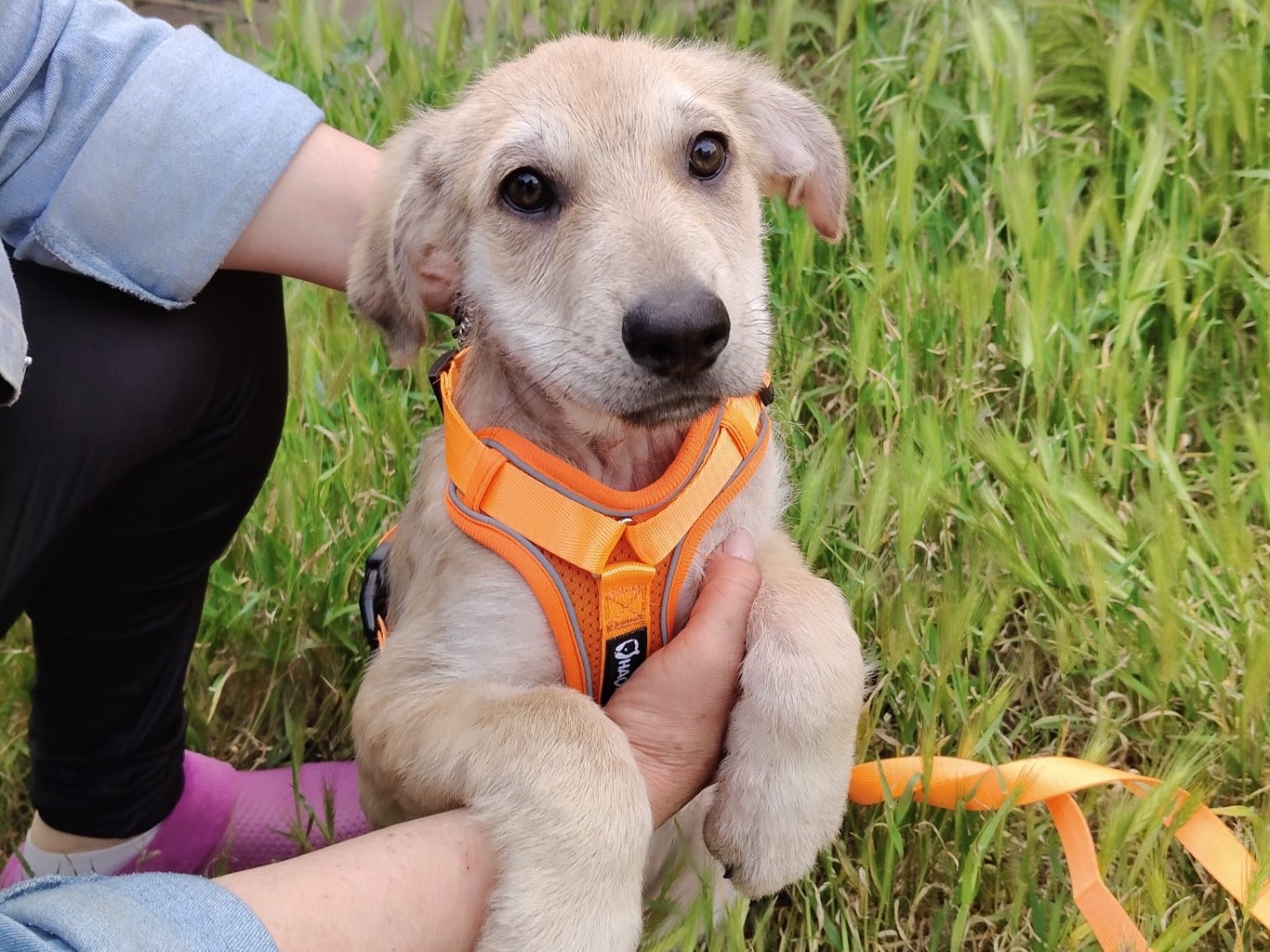Adozione cane, femmina, Razza sconosciuta Razza sconosciuta, 2 mesi, taglia grande, Crotone
