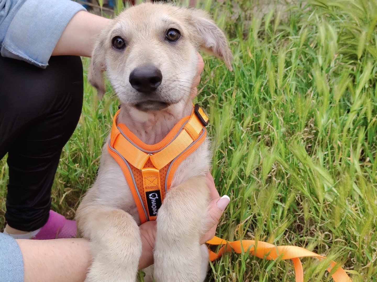 Adotta un cane, femmina, 2 mesi, Crotone