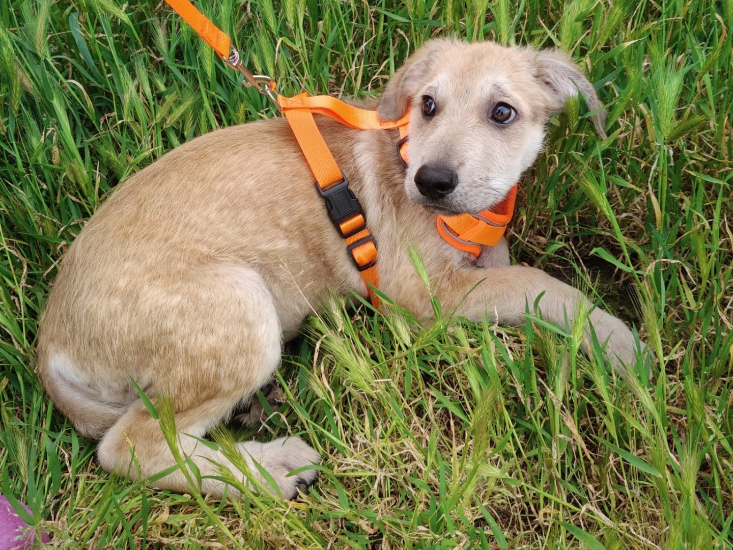 Adotta un cane, taglia grande, femmina, Crotone