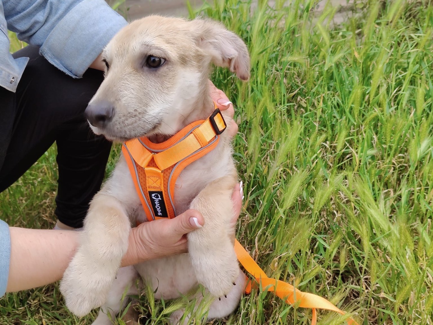 Vuoi adottare un cane a Crotone?