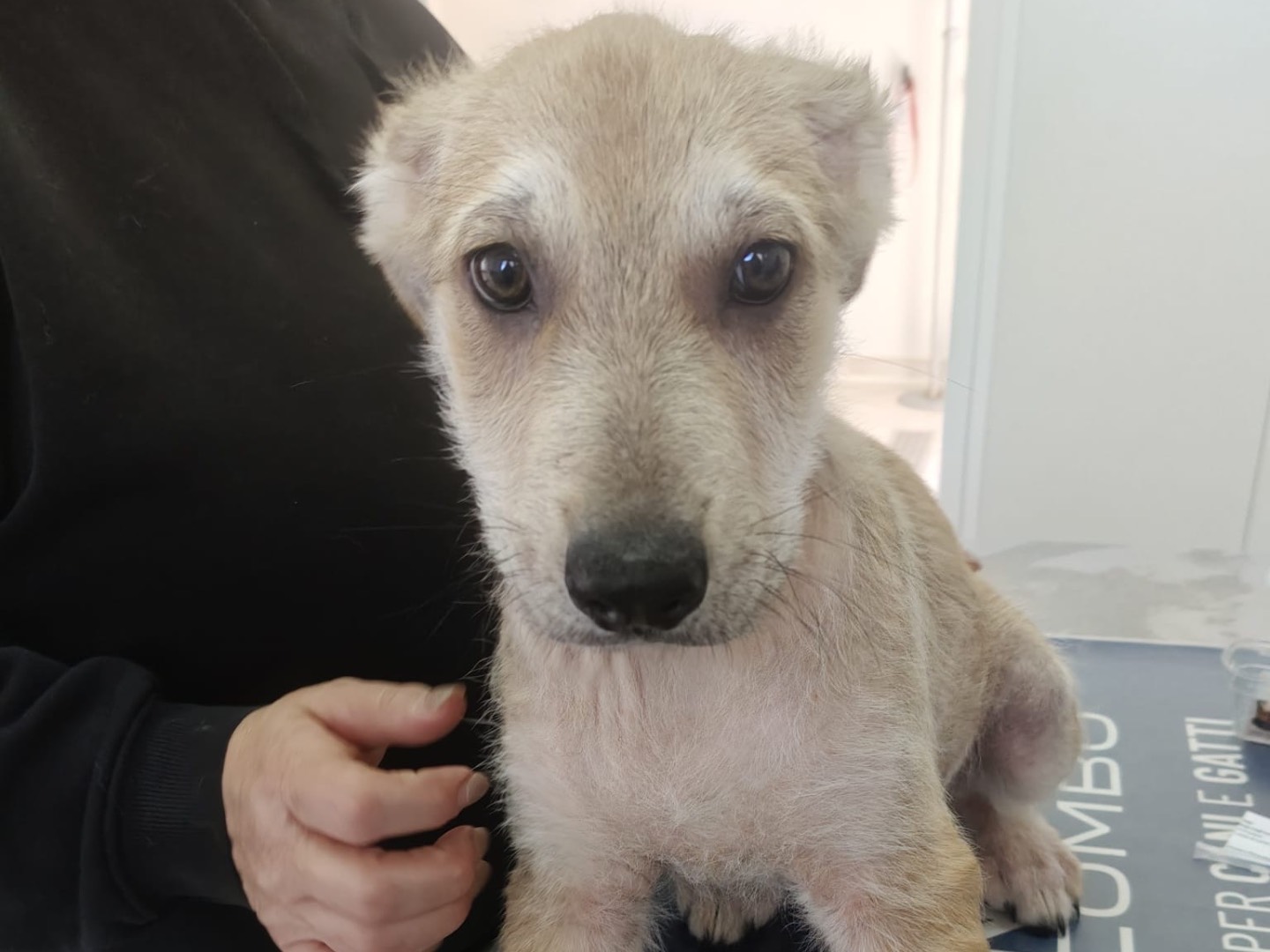 Adotta il cane MIA a Crotone