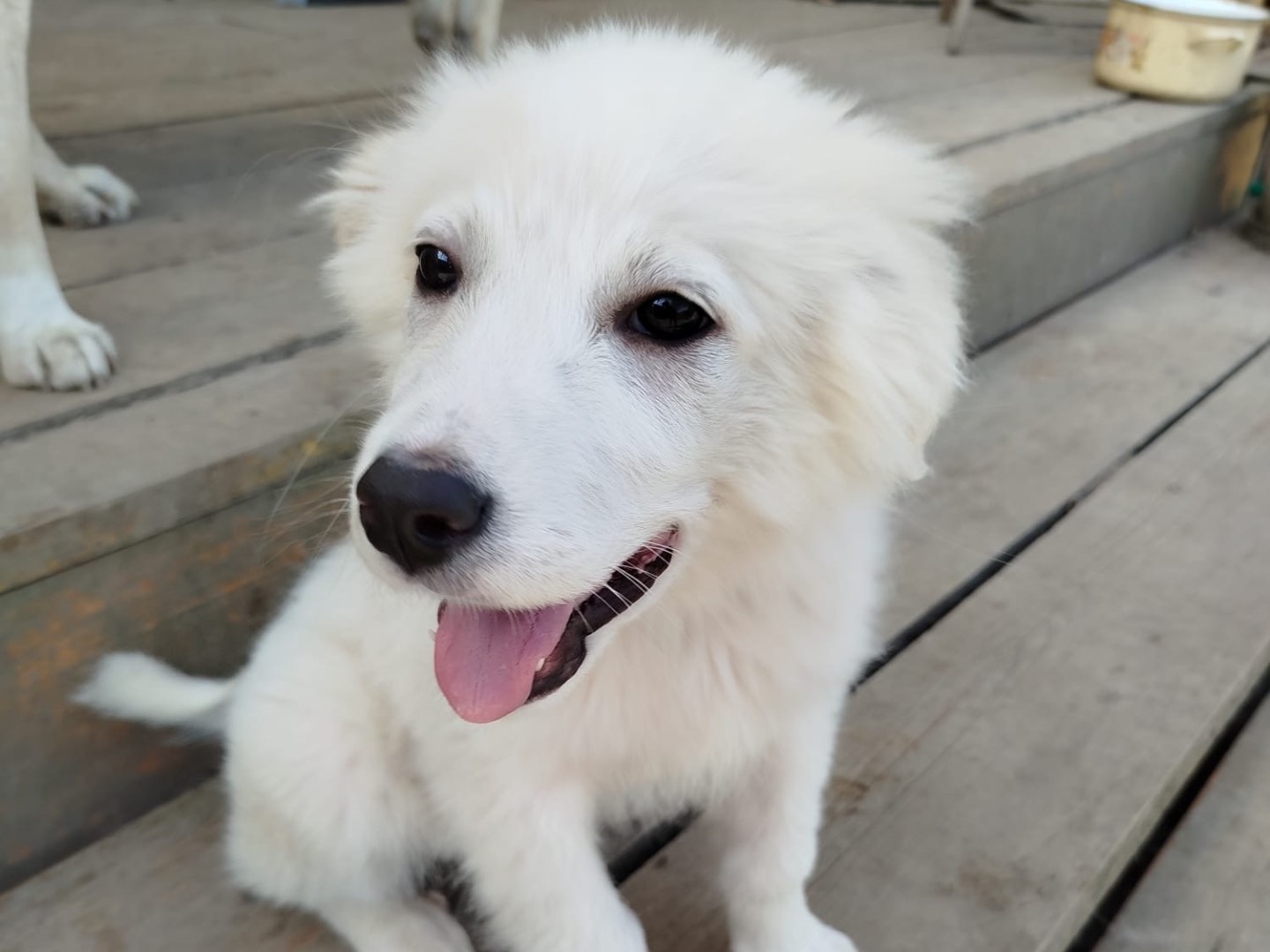 Adozione cane, femmina, Pastore maremmano Razza sconosciuta, 3 mesi, taglia grande, Campobasso