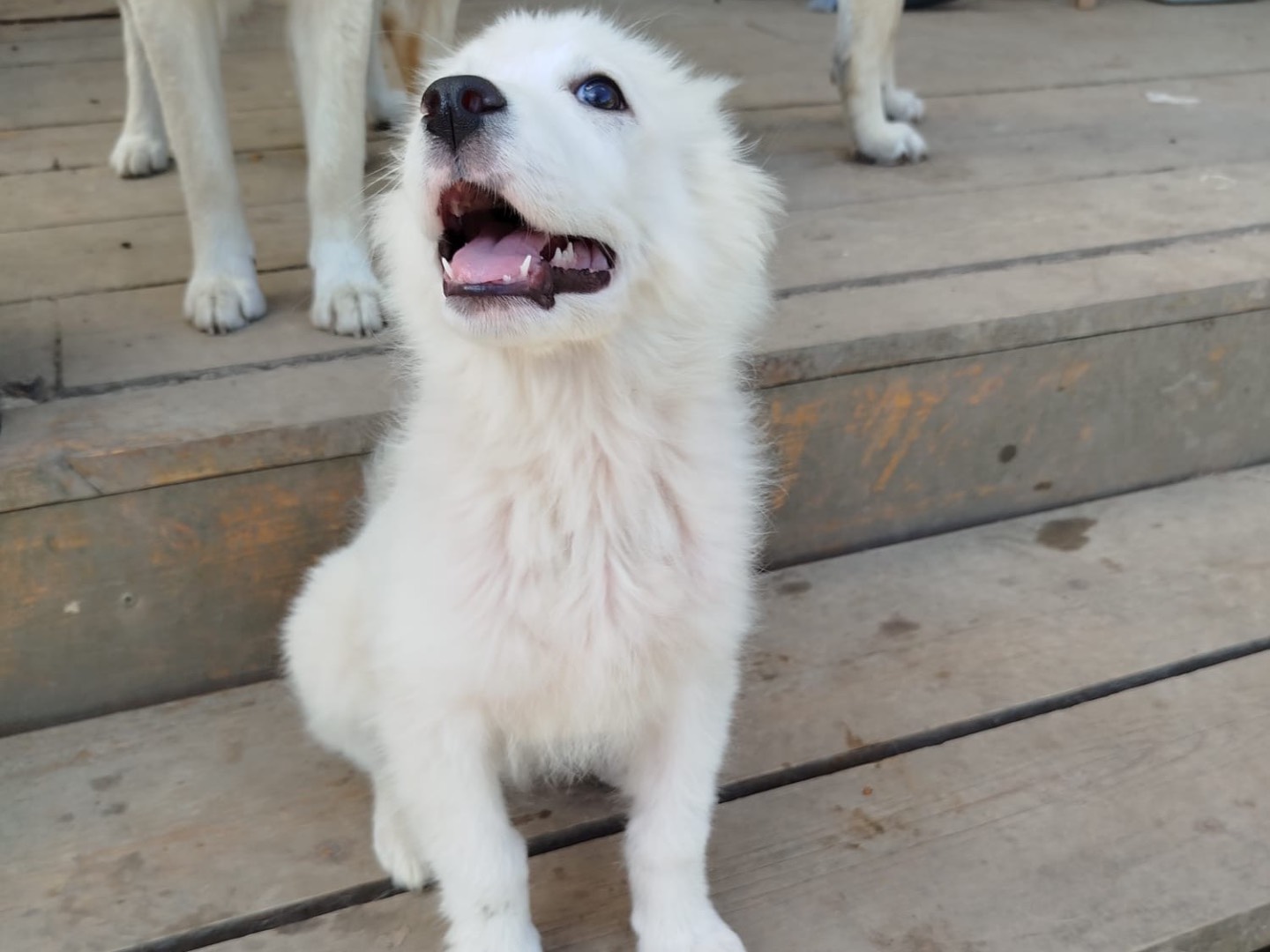 Adotta un cane, femmina, 3 mesi, Campobasso