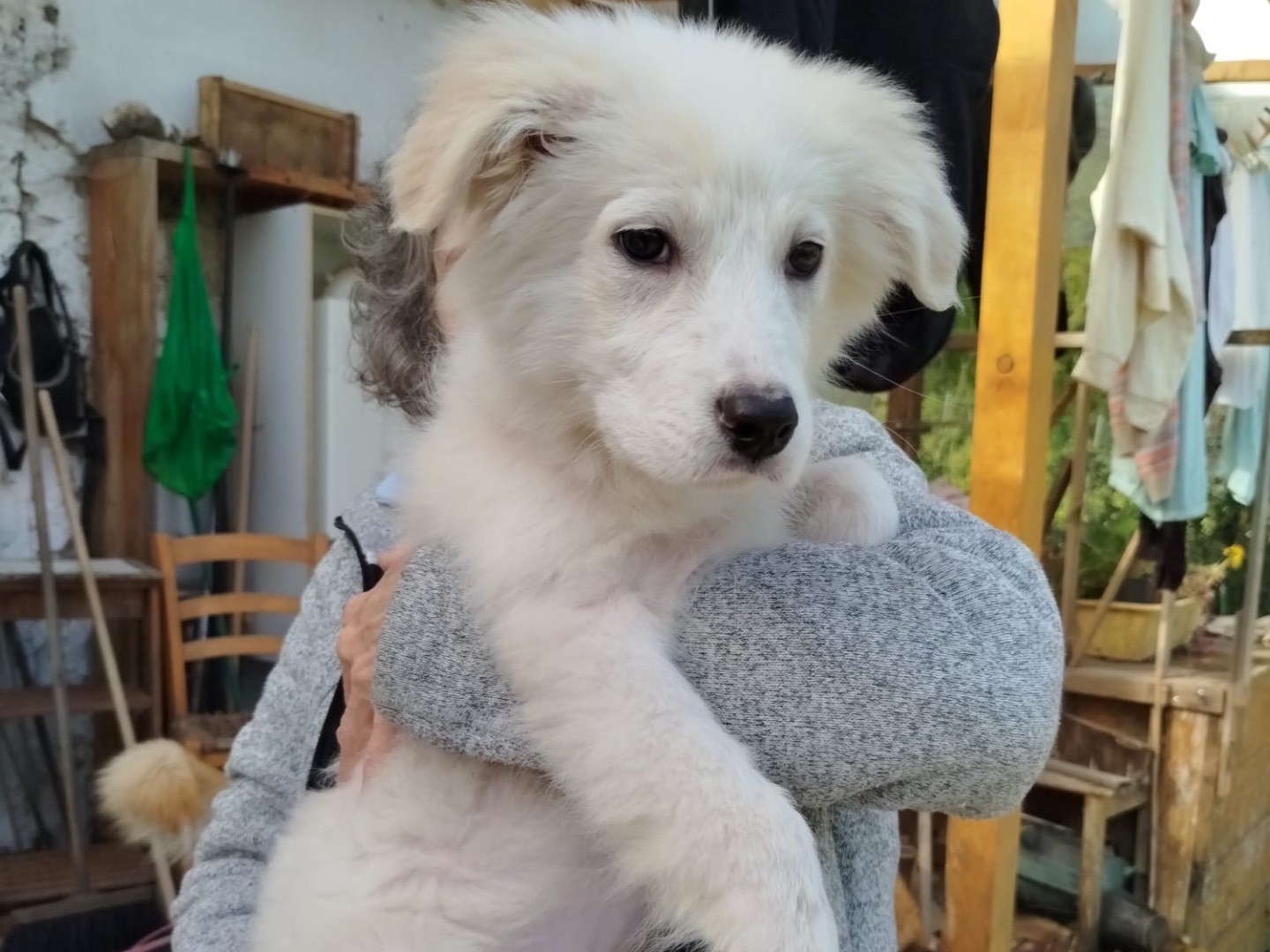 Adotta un cane, taglia grande, femmina, Campobasso