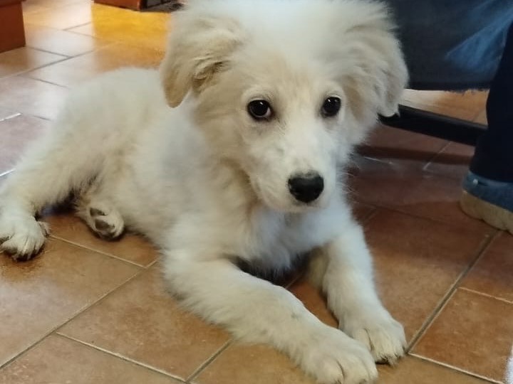 Vuoi adottare un cane a Campobasso?