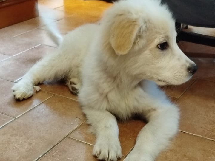 Adotta il cane Luna a Campobasso