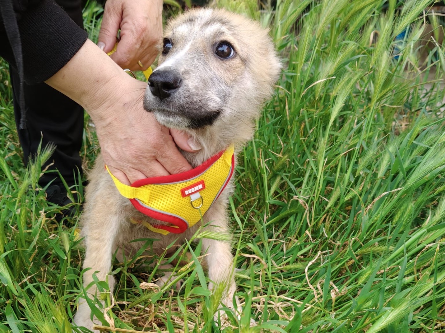 Vuoi adottare un cane a Crotone?