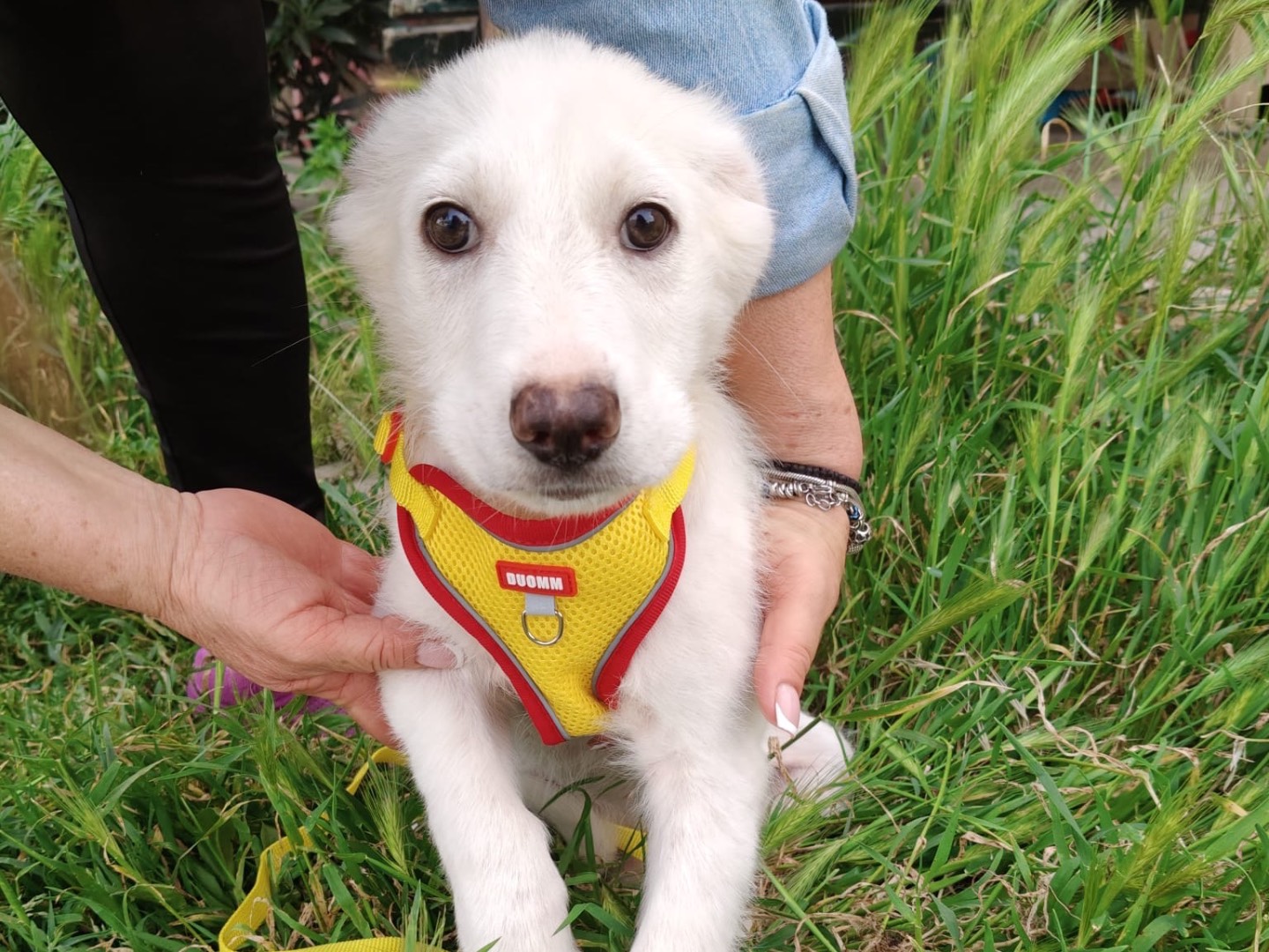 Adozione cane, femmina, Razza sconosciuta Razza sconosciuta, 2 mesi, taglia media, Crotone