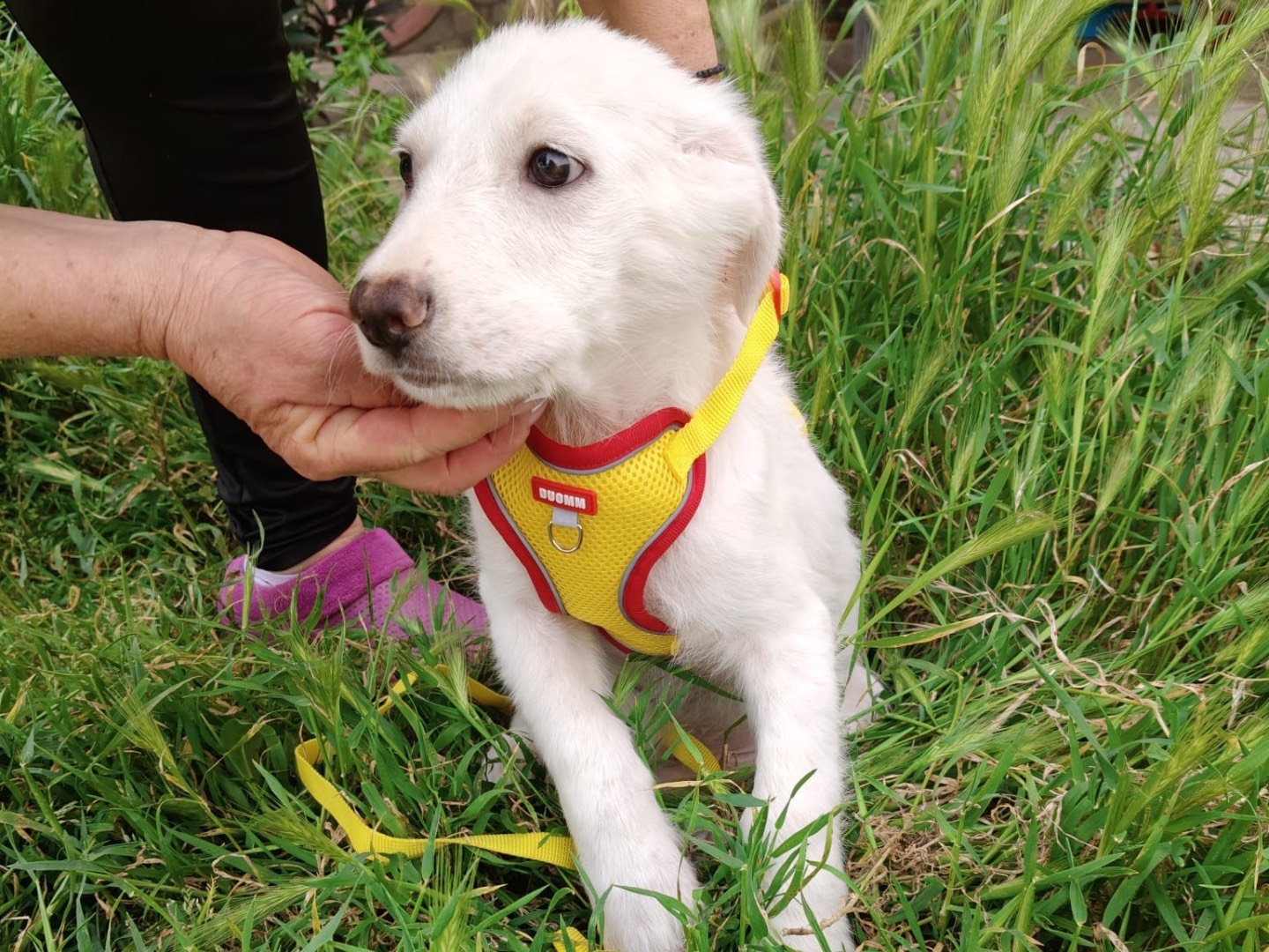Adotta un cane, femmina, 2 mesi, Crotone