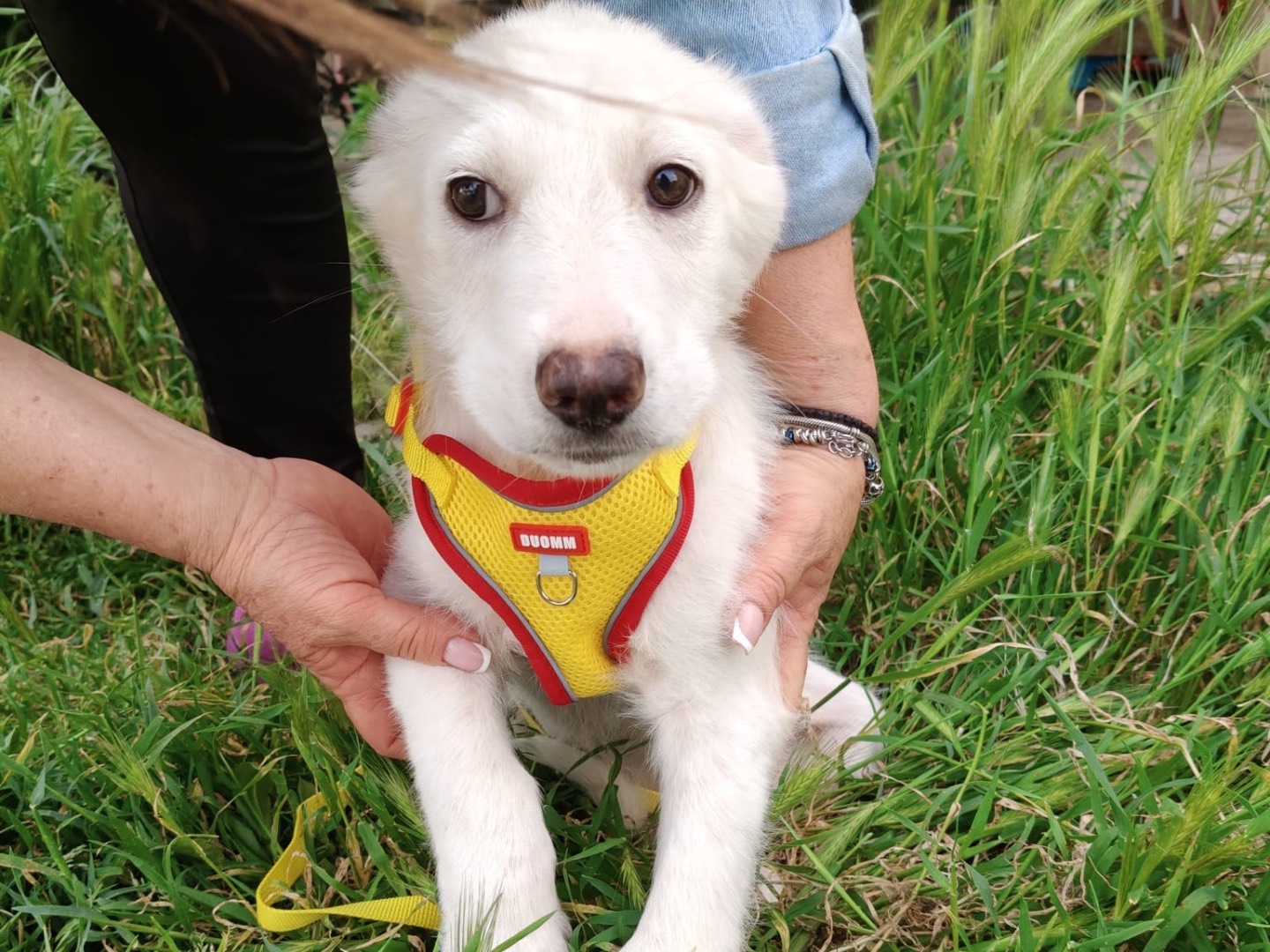Adotta un cane, taglia media, femmina, Crotone