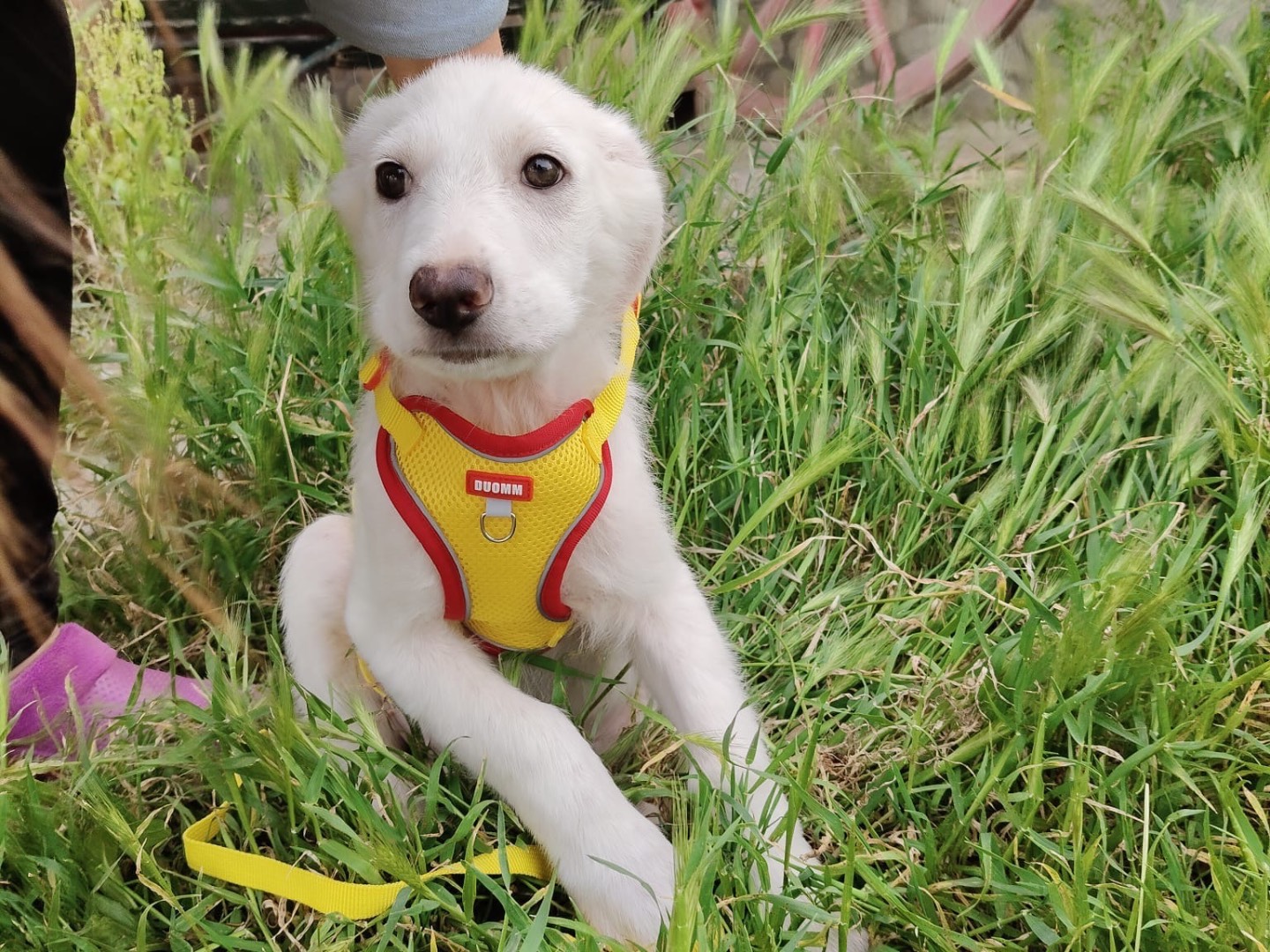 Vuoi adottare un cane a Crotone?