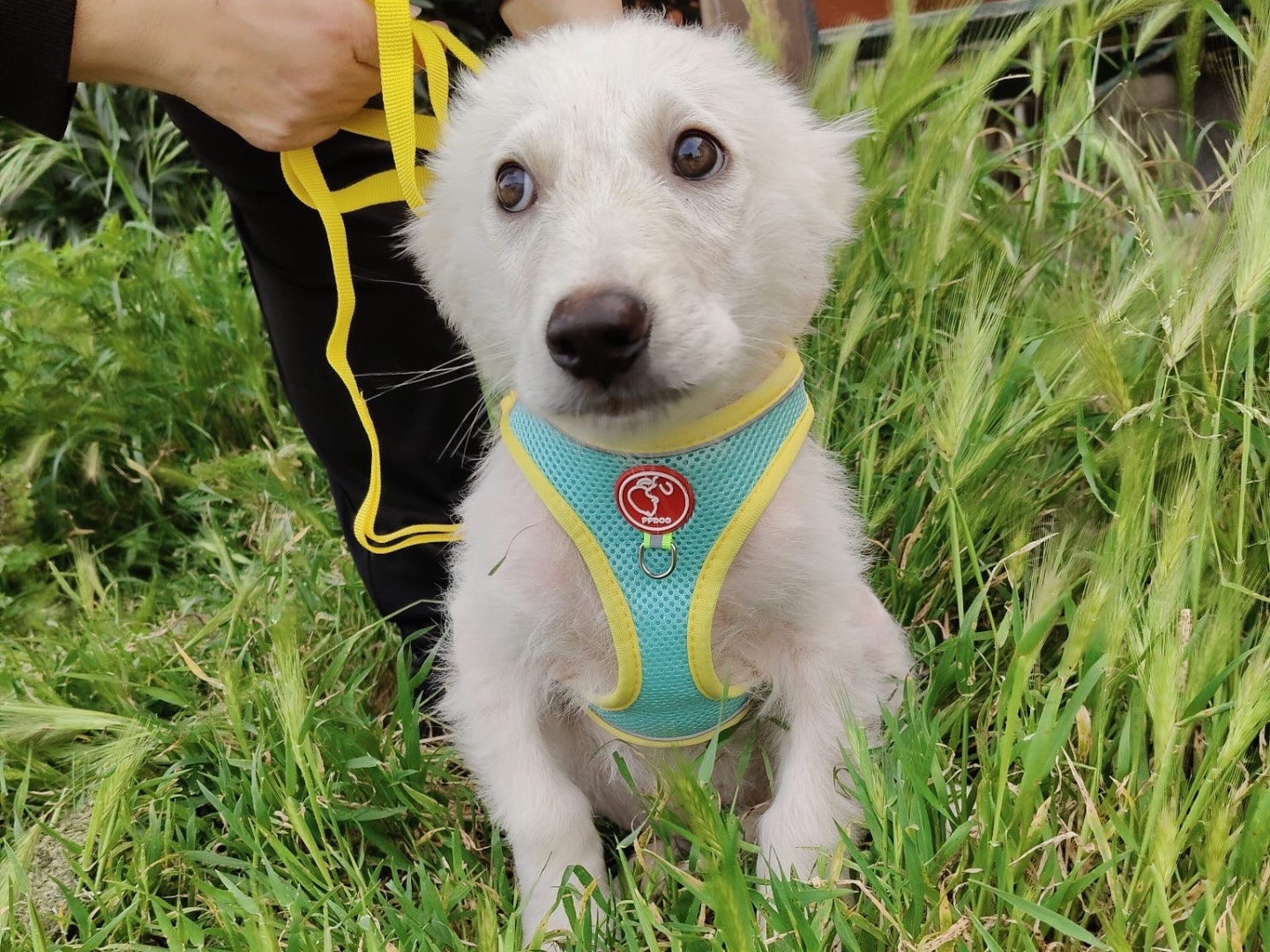 Adotta un cane, maschio, 1 mesi, Crotone