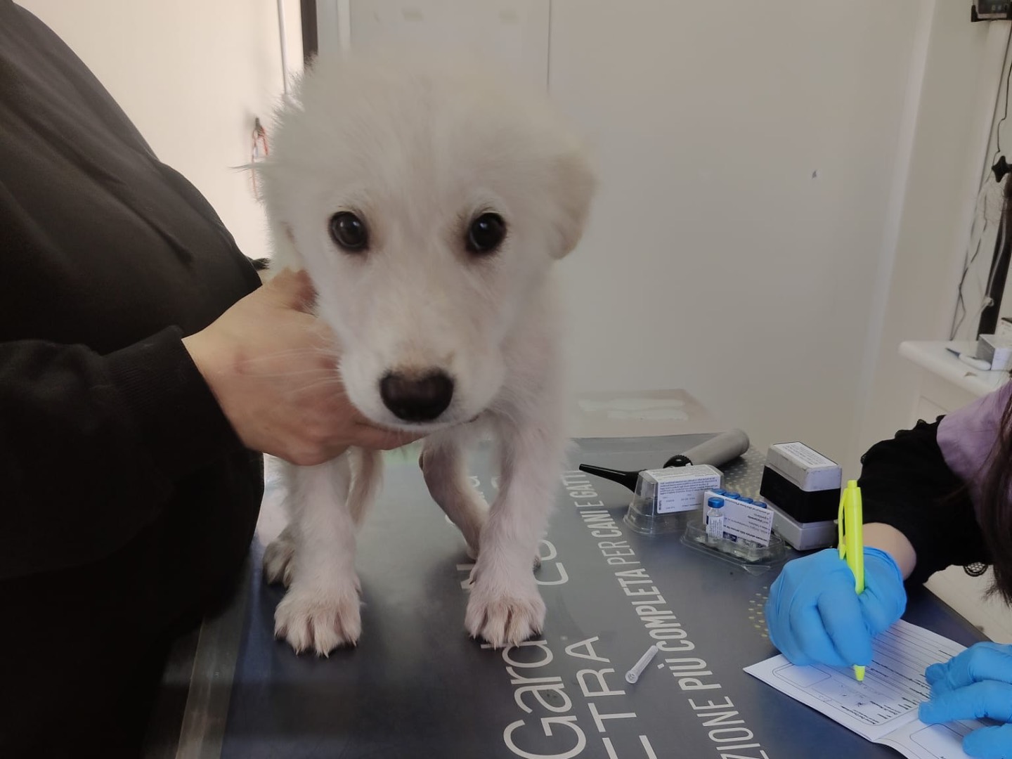 Adotta un cane, taglia media, maschio, Crotone