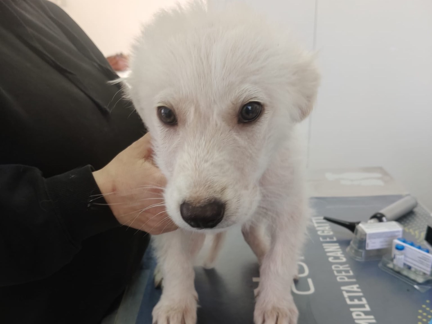 Vuoi adottare un cane a Crotone?