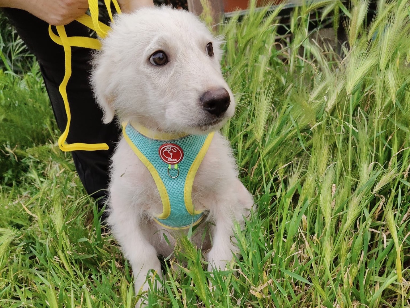 Adotta il cane RIO a Crotone