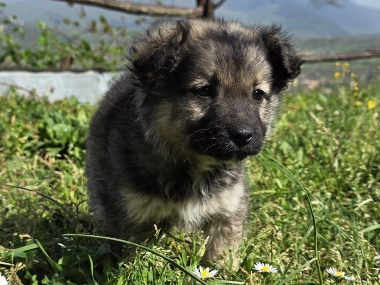 Adozione cane, maschio, Razza sconosciuta Razza sconosciuta, 2 mesi, taglia piccola, Frosinone