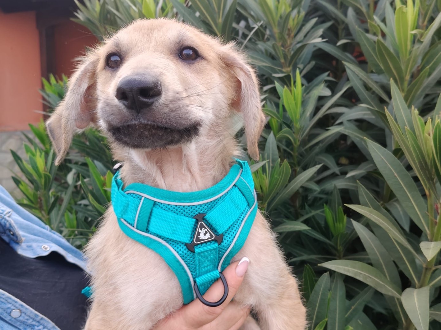 Adozione cane, maschio, Razza sconosciuta Razza sconosciuta, 2 mesi, taglia grande, Crotone