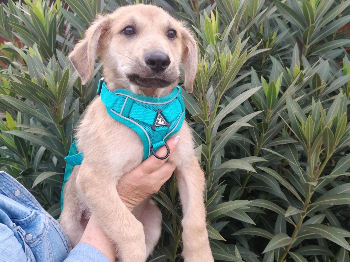 Adotta un cane, maschio, 2 mesi, Crotone