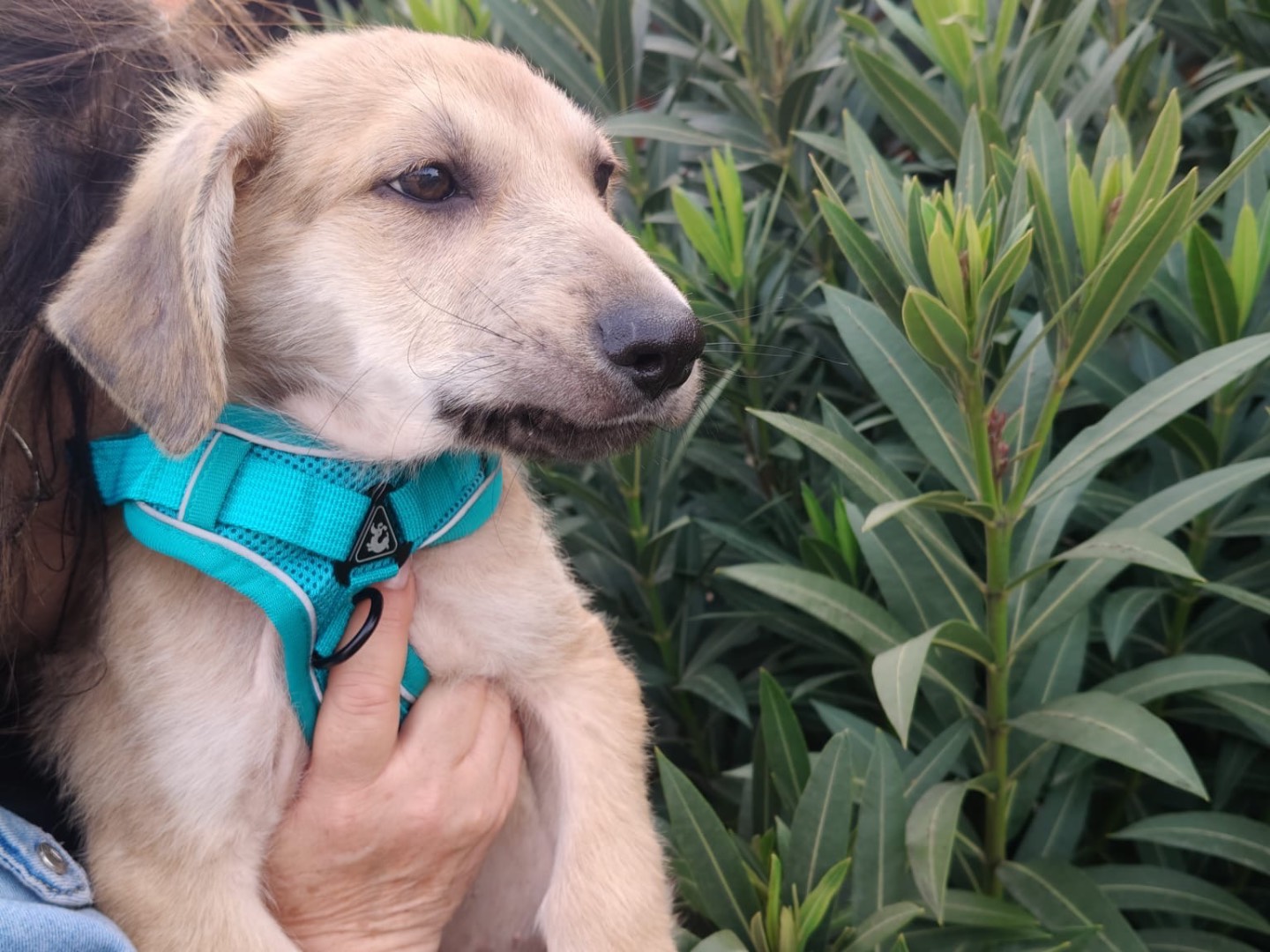 Adotta un cane, taglia grande, maschio, Crotone