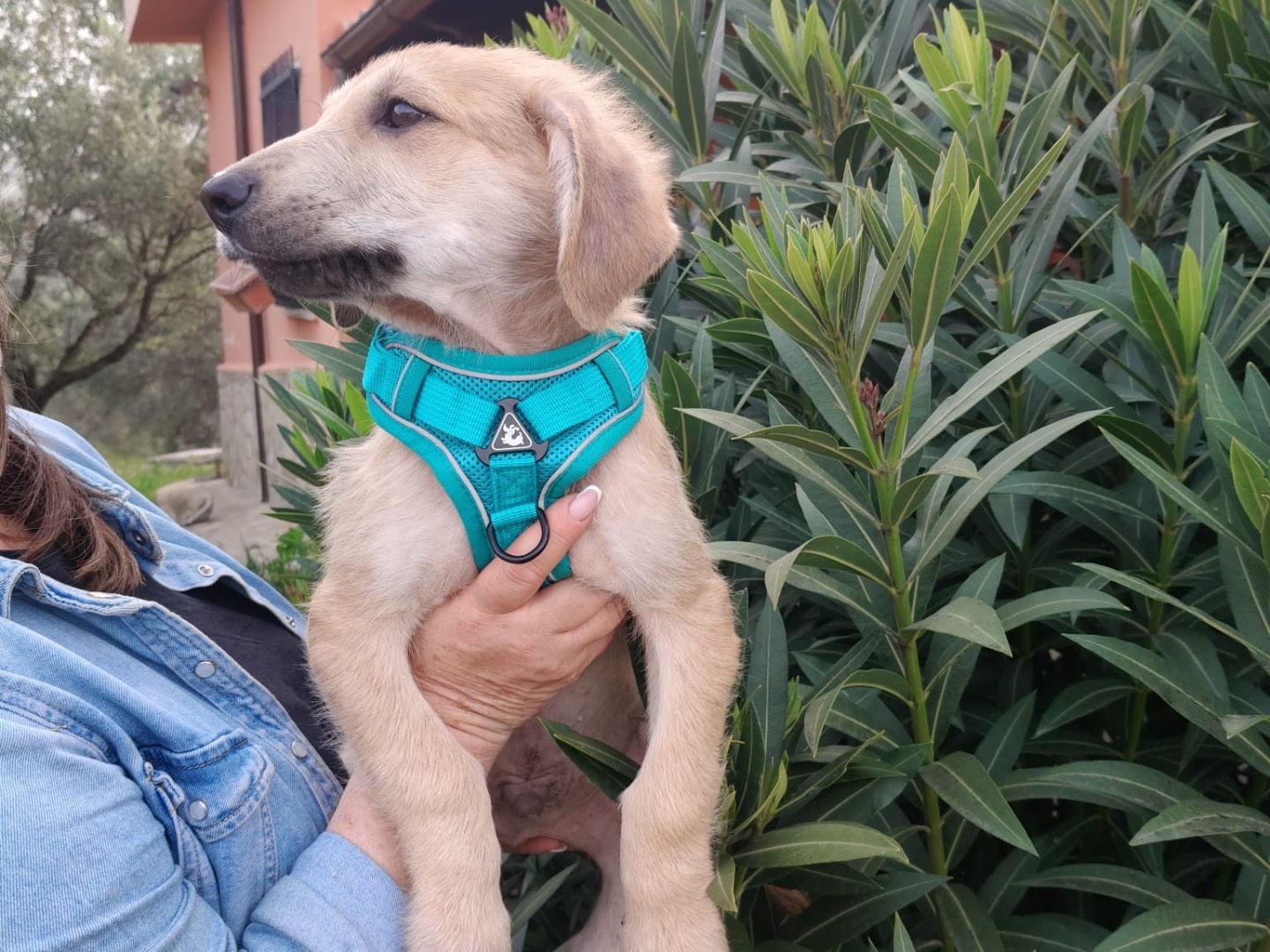 Vuoi adottare un cane a Crotone?