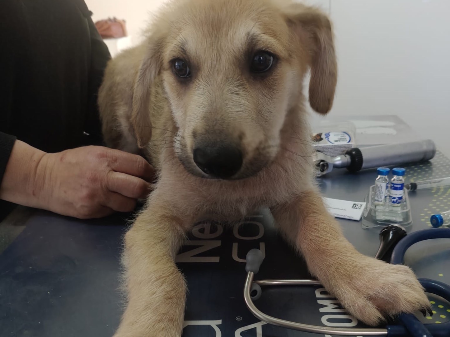 Adotta il cane LEO a Crotone