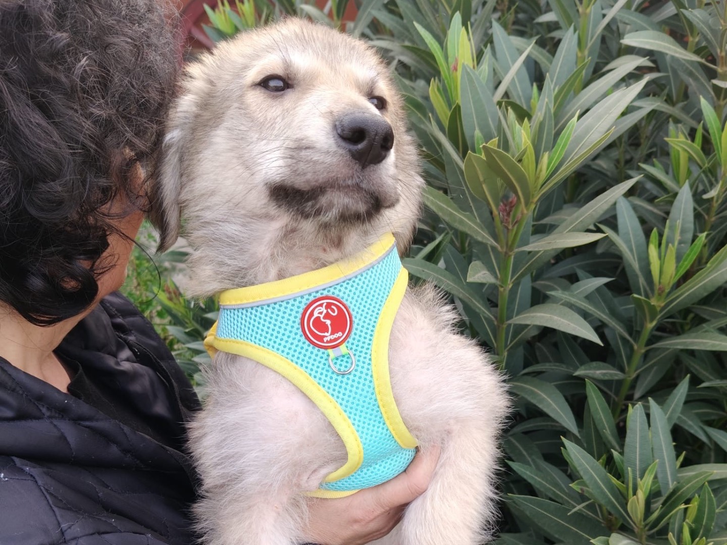 Adozione cane, maschio, Razza sconosciuta Razza sconosciuta, 2 mesi, taglia grande, Crotone